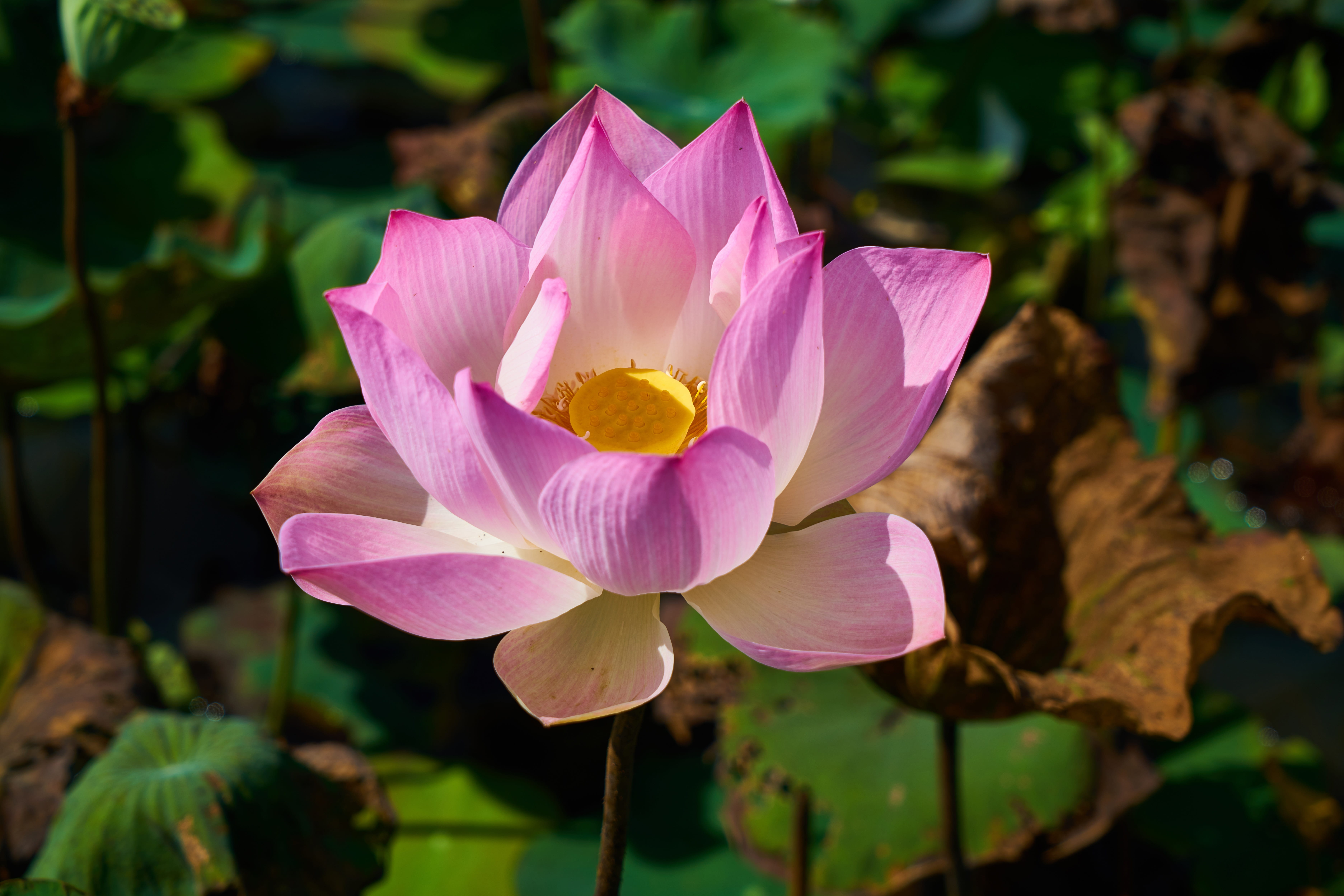 lotus, landscape, focus on foreground, macro, background, growth, detail, flower, fragility, pond, hot, lotus water lily, beauty in nature, 5K, no people, HD Wallpaper