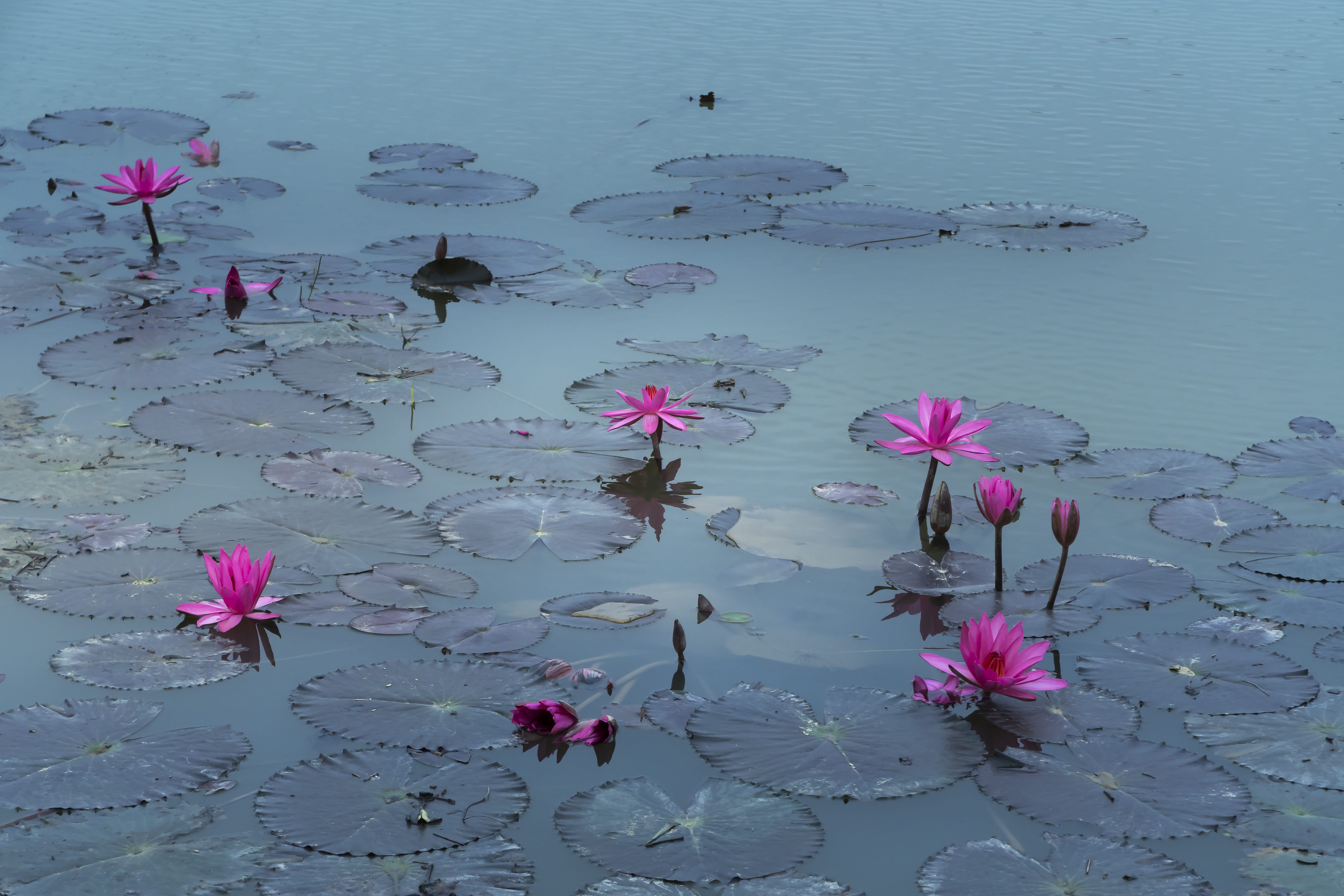 vulnerability, beauty in nature, water lily, no people, beautiful, 5K, flora, growth, flowers, aquatic, fragility, flower, outdoors, nature, floating, HD Wallpaper