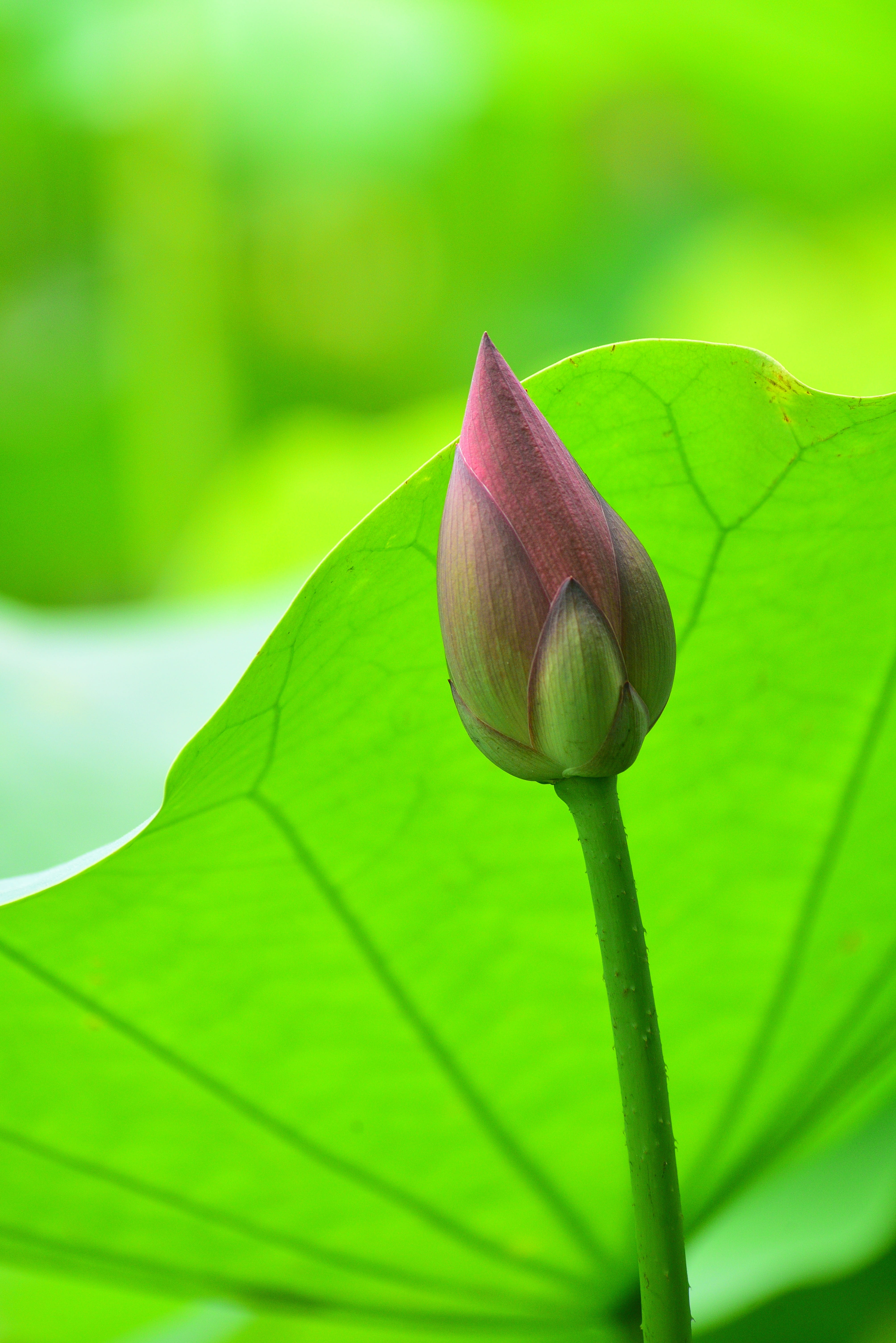lotus, no people, nature, focus on foreground, aquatic plants, flower, 5K, plant, vulnerability, water lily, leaves, plant part, freshness, animal wildlife, Phone HD Wallpaper