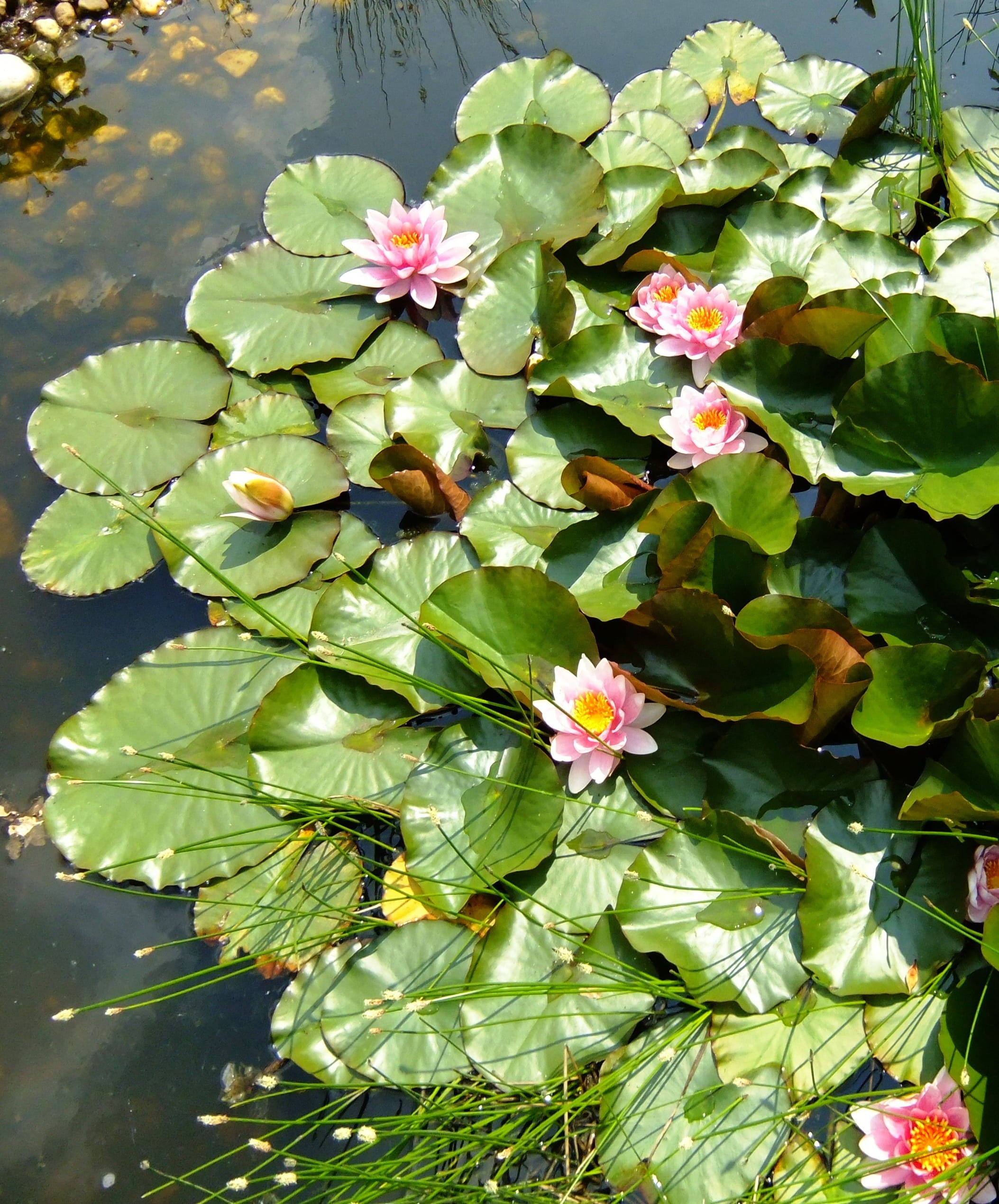 leaf, growth, inflorescence, fragility, plant part, green, bud, water, green color, flower head, pink, outdoors, lake, high angle view, nature, pond, flower, Phone HD Wallpaper