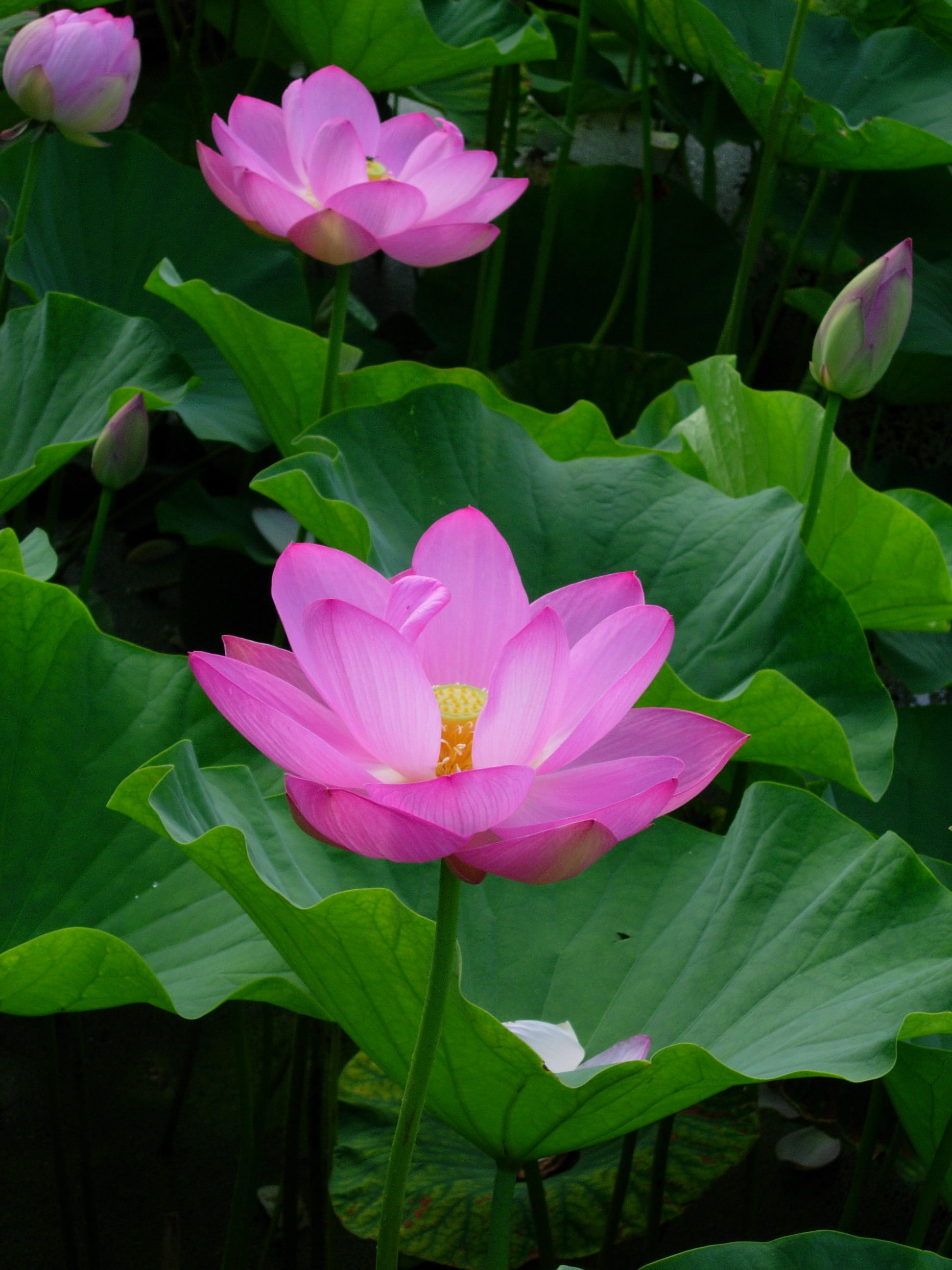 flowering plant, 2K, lotus, flower, pink, leaf, plant, no people, vulnerability, three, flower head, petal, beauty in nature, water lily, green color, Phone HD Wallpaper