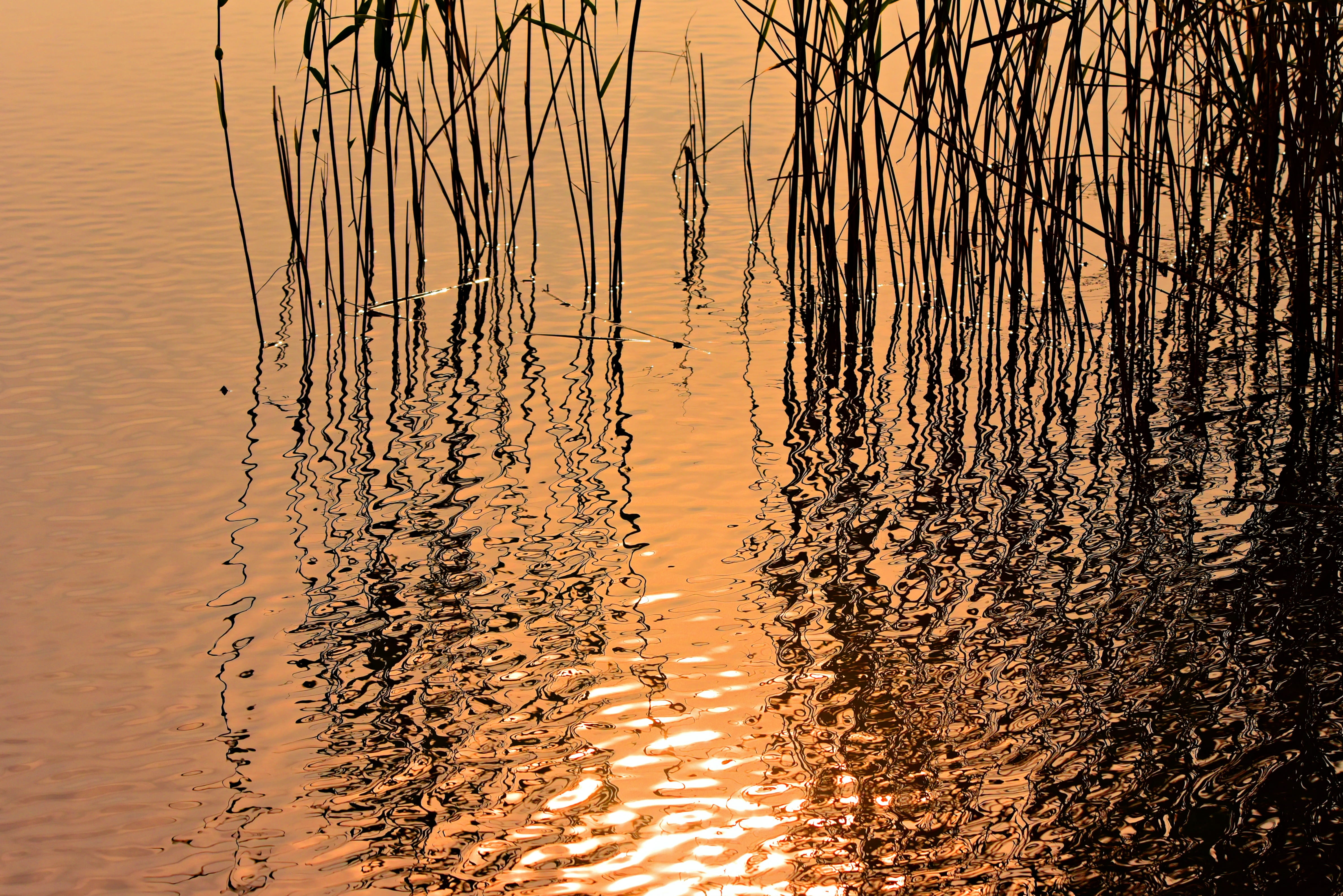 river, no people, orange color, sky, ripples, beauty in nature, reflection, silhouette, rushes, plant, scenics - nature, outdoors, waterfront, lake, aquatic vegetation, HD Wallpaper