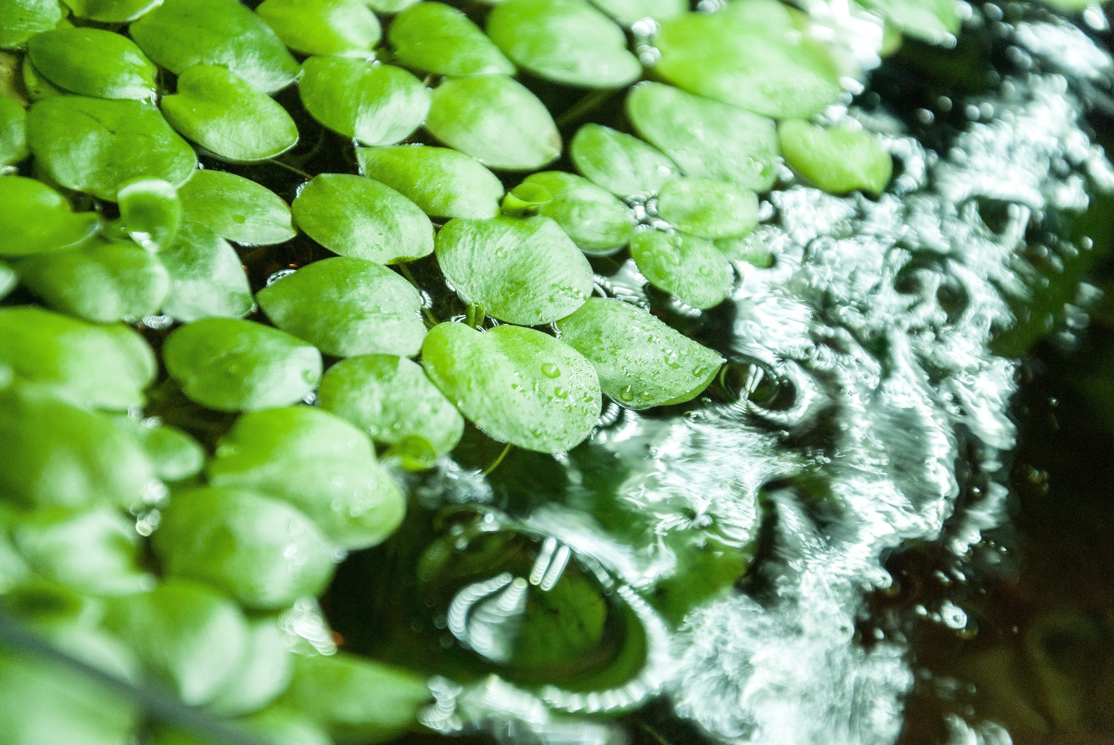 drop, aquarium plant, limnobium laevigatum, wet, leaf, green color, water, full frame, raindrop, aquascaping, selective focus, outdoors, freshness, close-up, HD Wallpaper