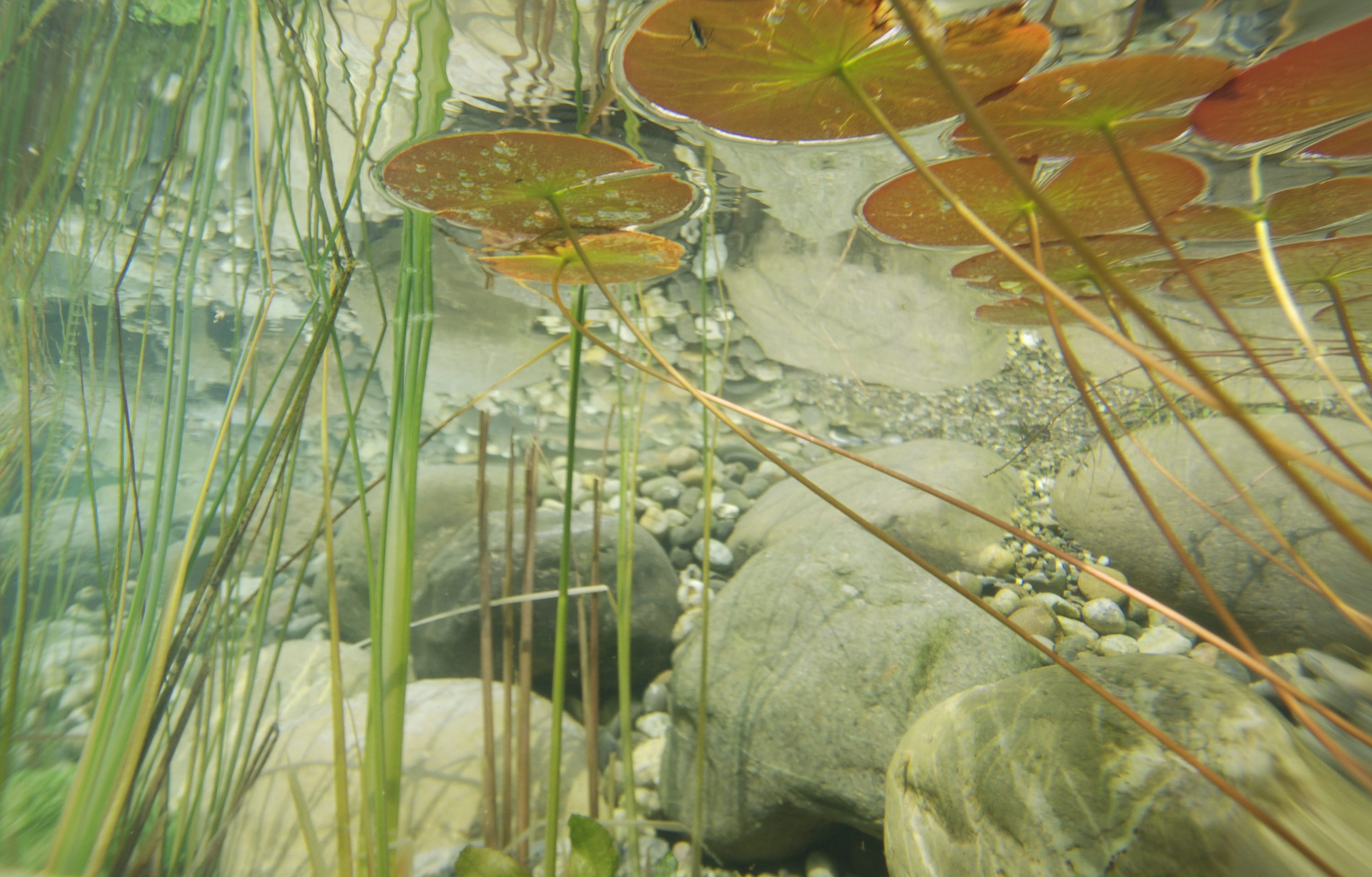 water, glass - material, leaf, transparent, aquatic plants, day, biotope, water lily, green color, plant part, animal wildlife, close-up, growth, plant, HD Wallpaper
