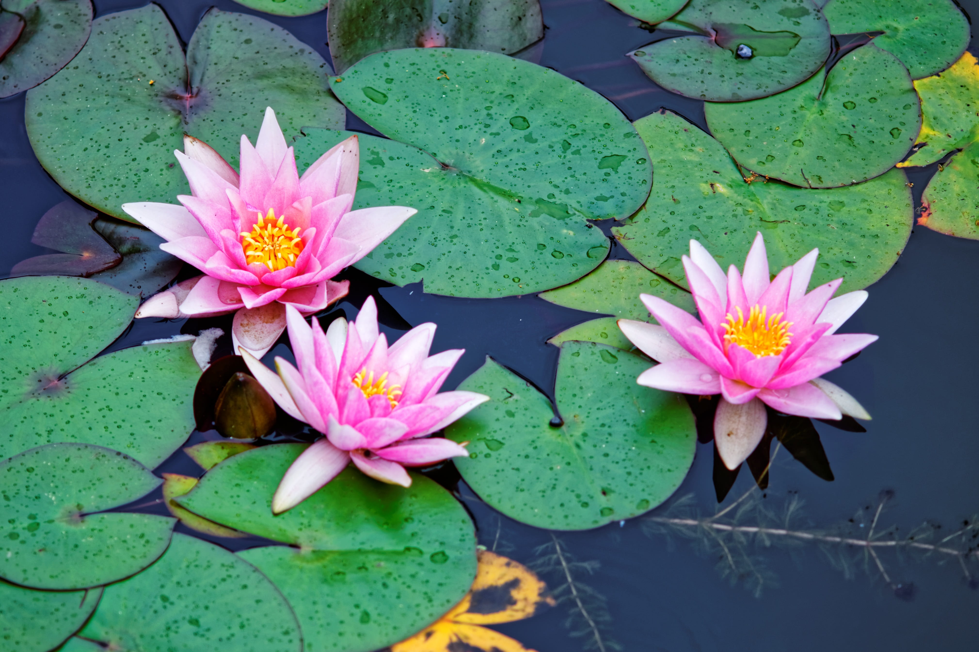 vulnerability, purple, Pink, garden pond, pink color, waters, Pond, flower, outdoors, water, lotus water lily, floating, growth, leaf, mirroring, aquatic plant, HD Wallpaper