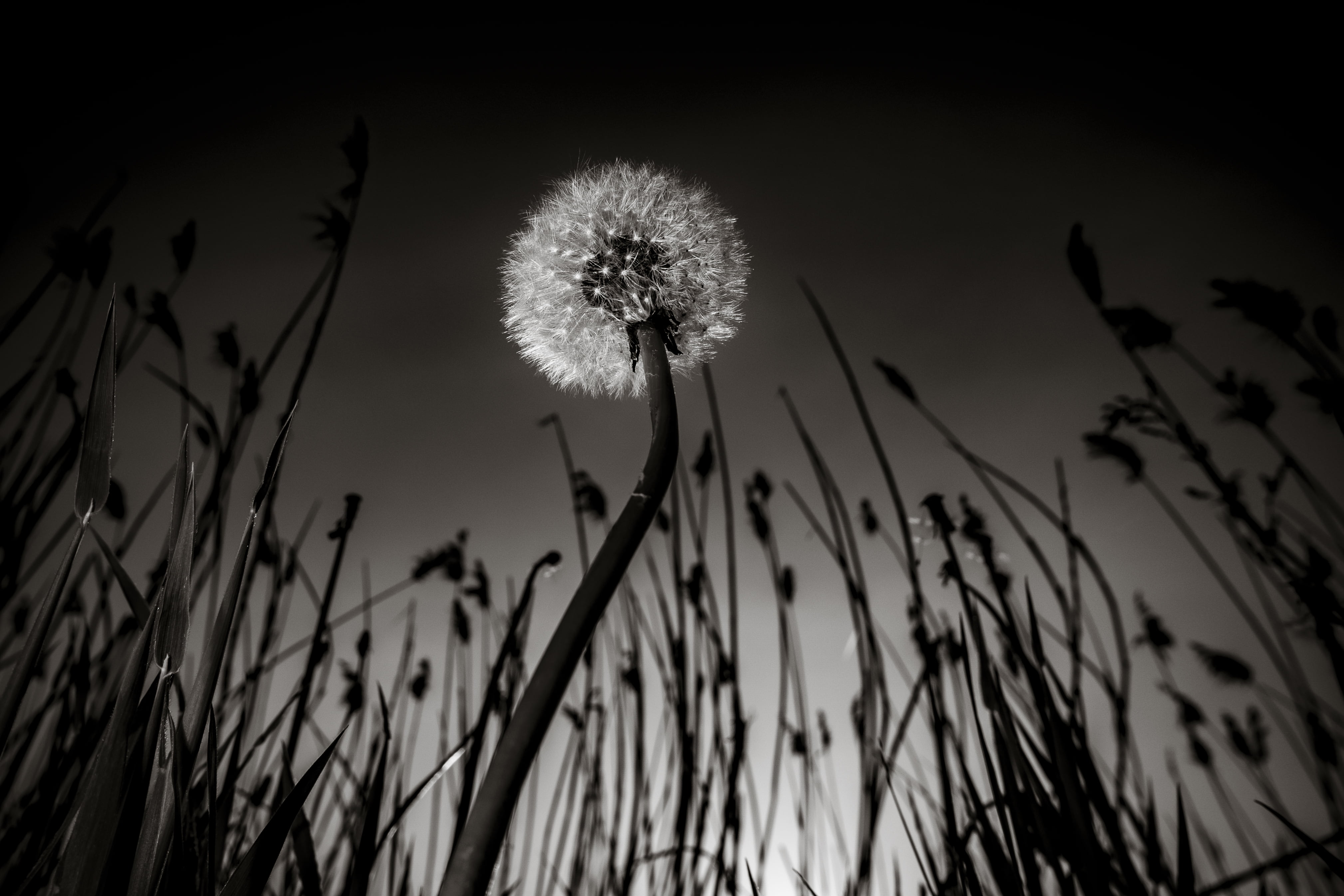 wildflower, 4K, highlight, springtime, beauty In Nature, greyscale, single Flower, dandelion, grass, summer, flower, leafed, photo, outdoors, field, close-up, HD Wallpaper