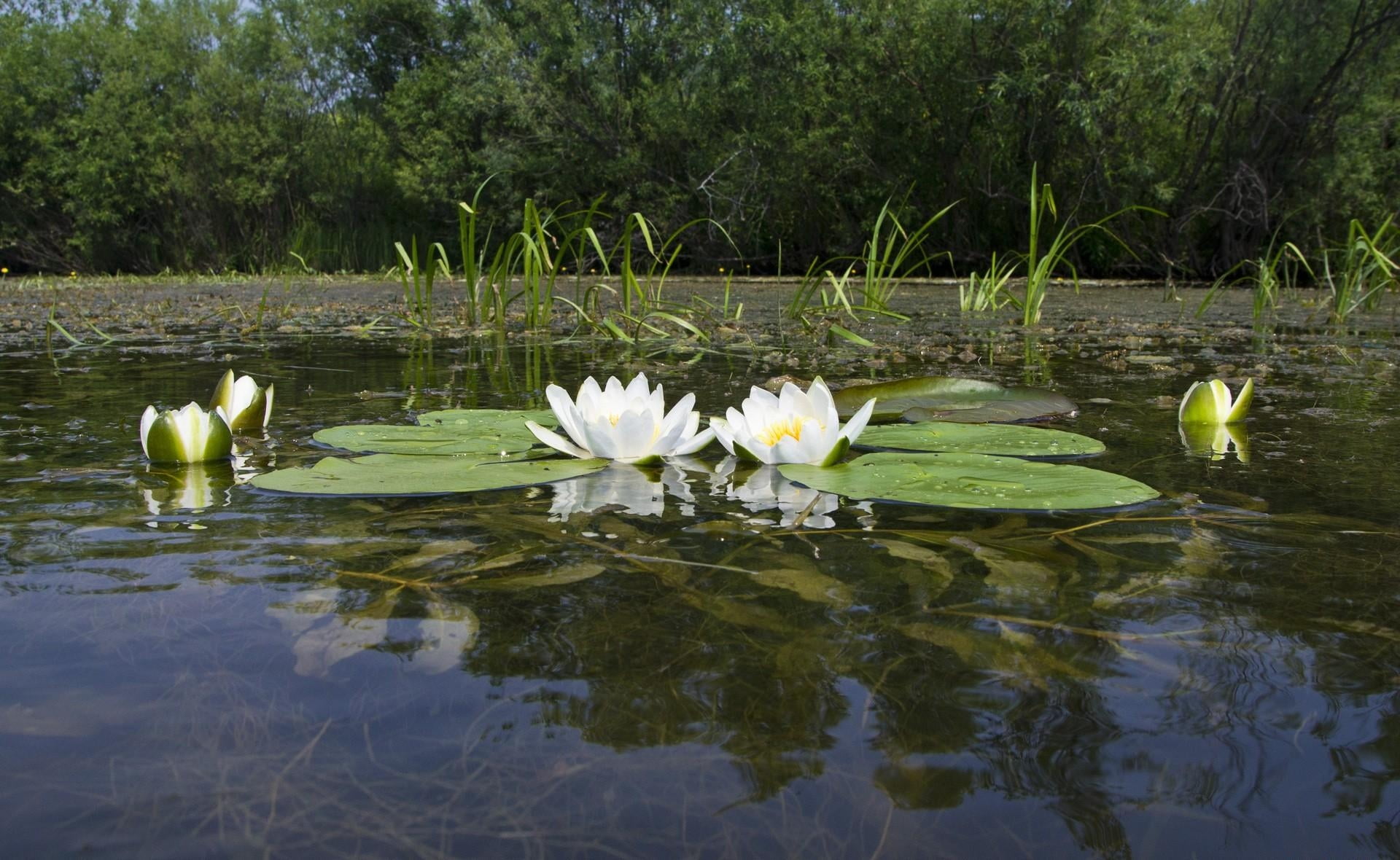 swamp, lotus, day, group of animals, surface, animal, aquatic, yellow, animal themes, botany, lily, pond, no people, flower Head, animals in the wild, flowering plant, HD Wallpaper