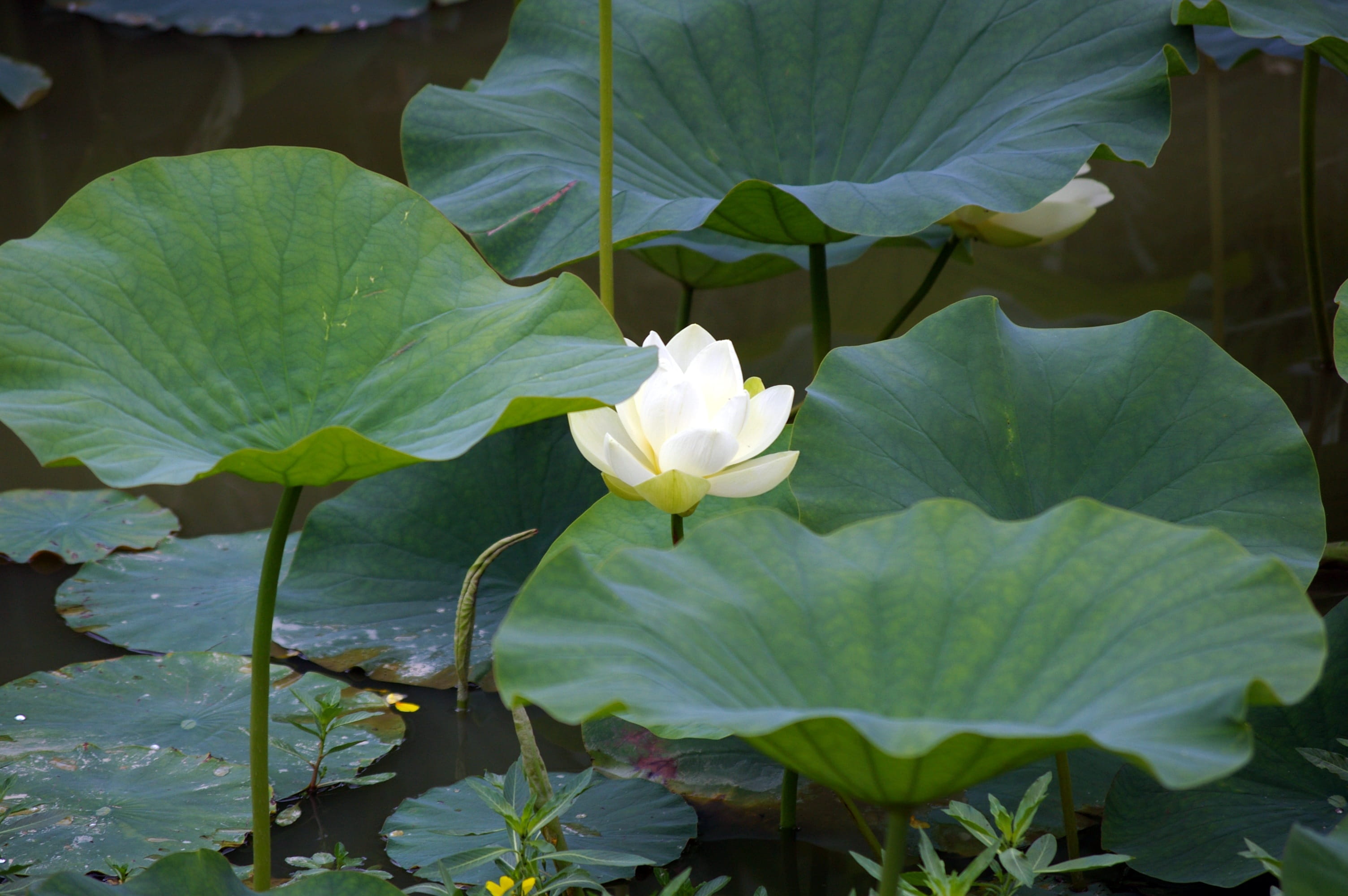 plant, water, Tree, flower, white, green, summer, wild, Park, growth, leaf, plant part, colors, fragility, botany, park, herd, lotus Water Lily, petal, HD Wallpaper
