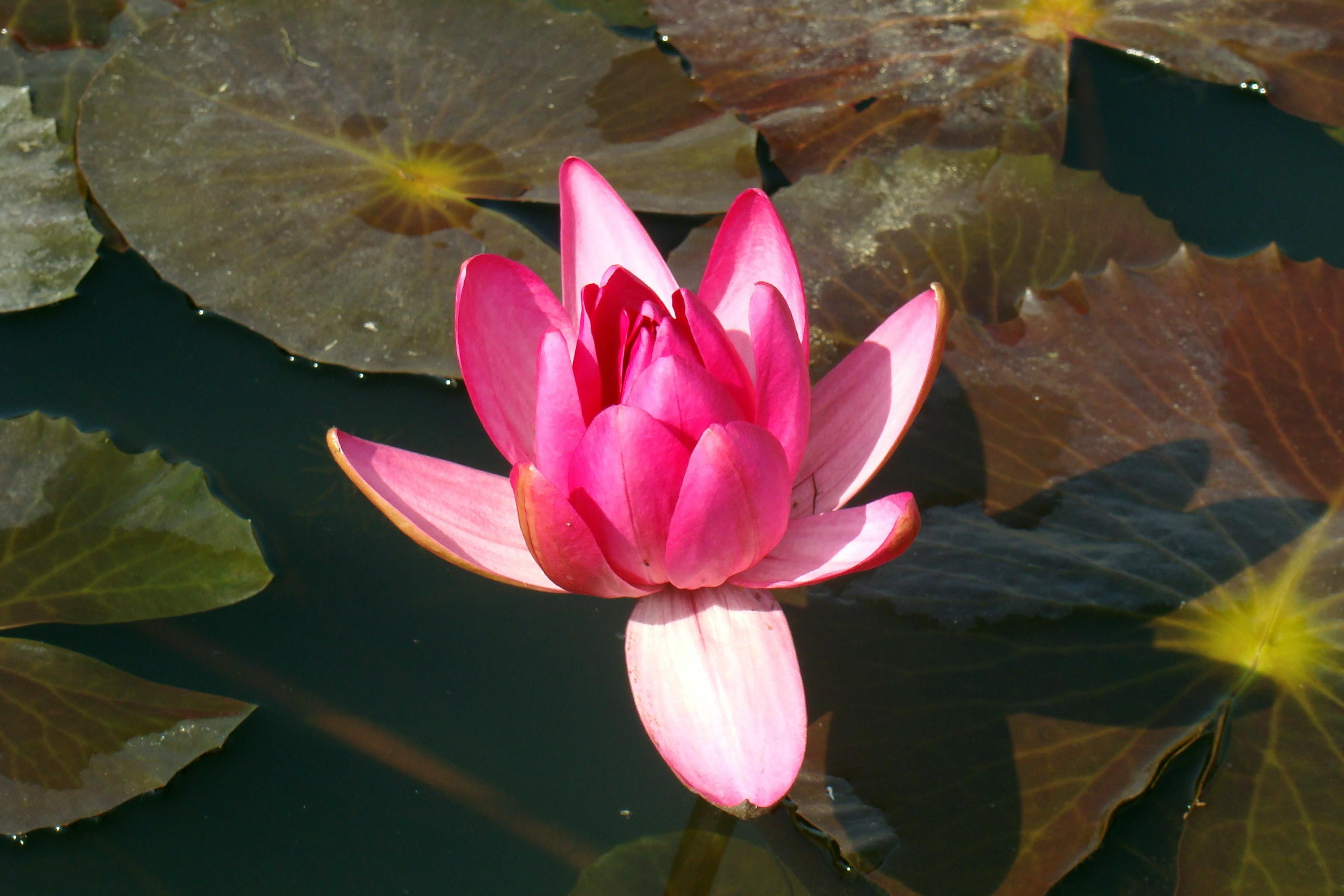 inflorescence, kind nymphaea, fragility, vulnerability, floating, floating rounded leaves, plant, no people, flower, 2K, beauty In Nature, lily, flowers, HD Wallpaper