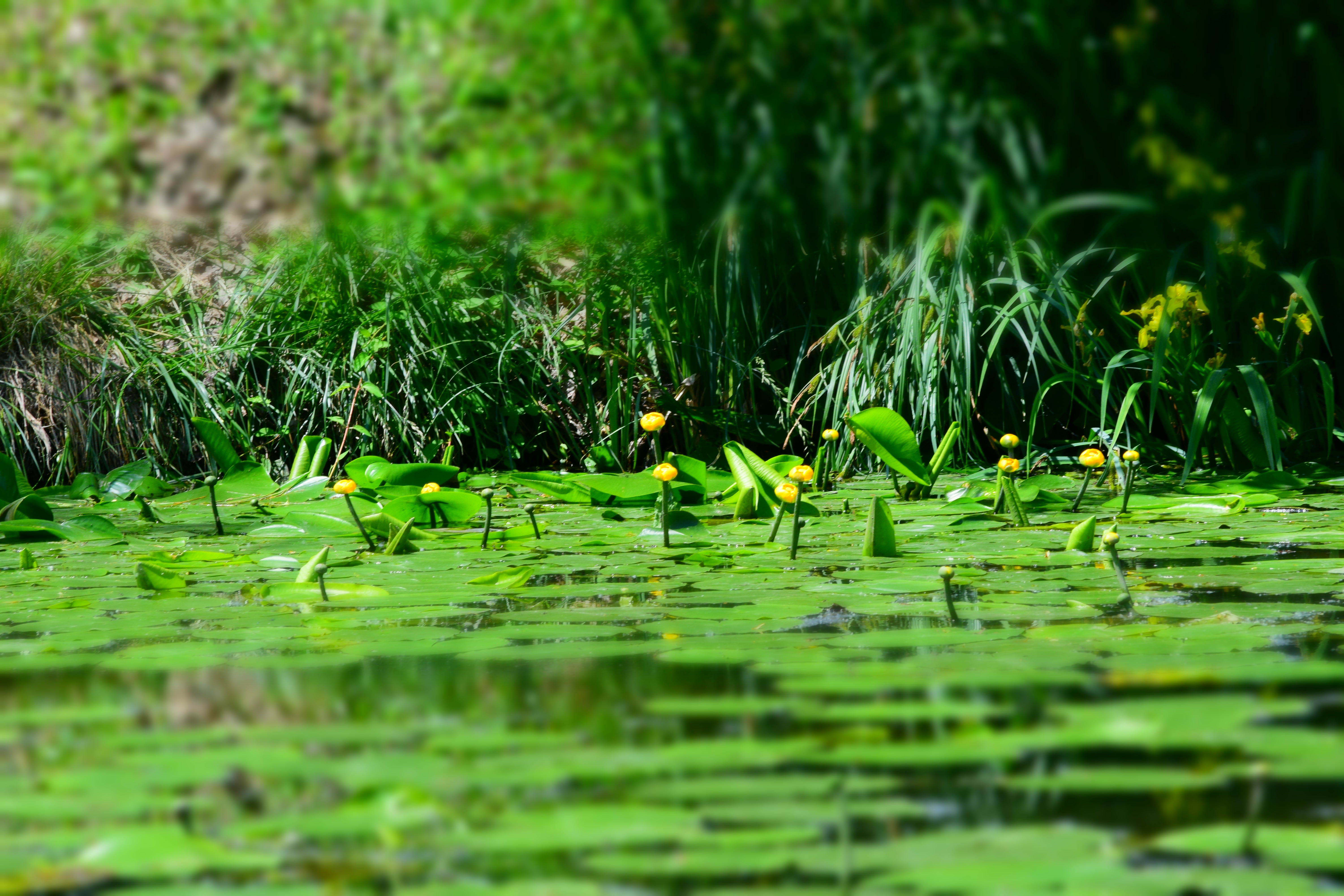 reflection, day, animal, animals in the wild, no people, bird, plant part, floating, selective focus, lotus water lily, group of animals, animal themes, HD Wallpaper