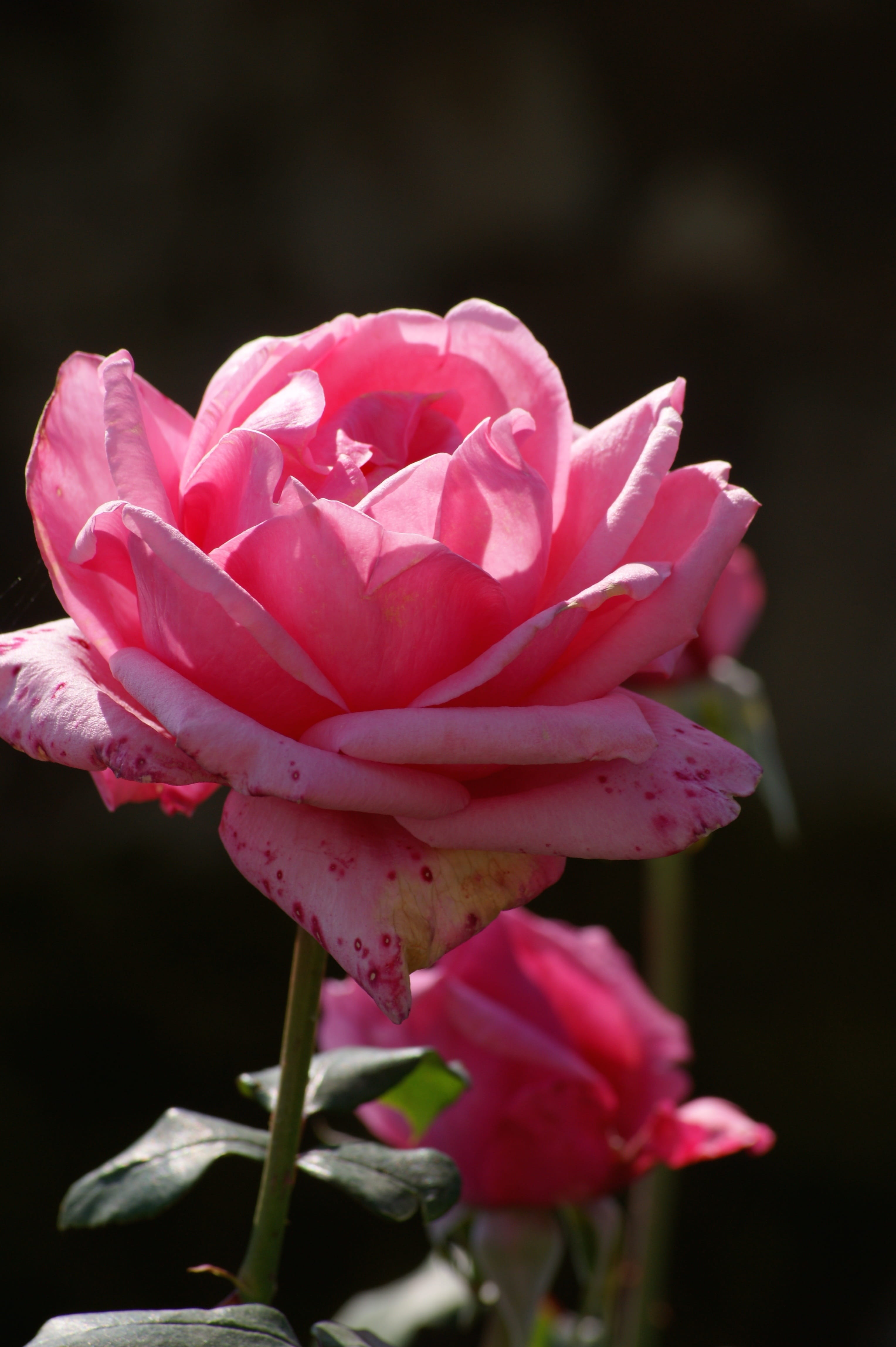single Flower, Pink, beauty In Nature, lotus Water Lily, peony, water Lily, nature, freshness, flora, Blossom, 4K, botany, Pink, garden, petal, Rose Family, Phone HD Wallpaper