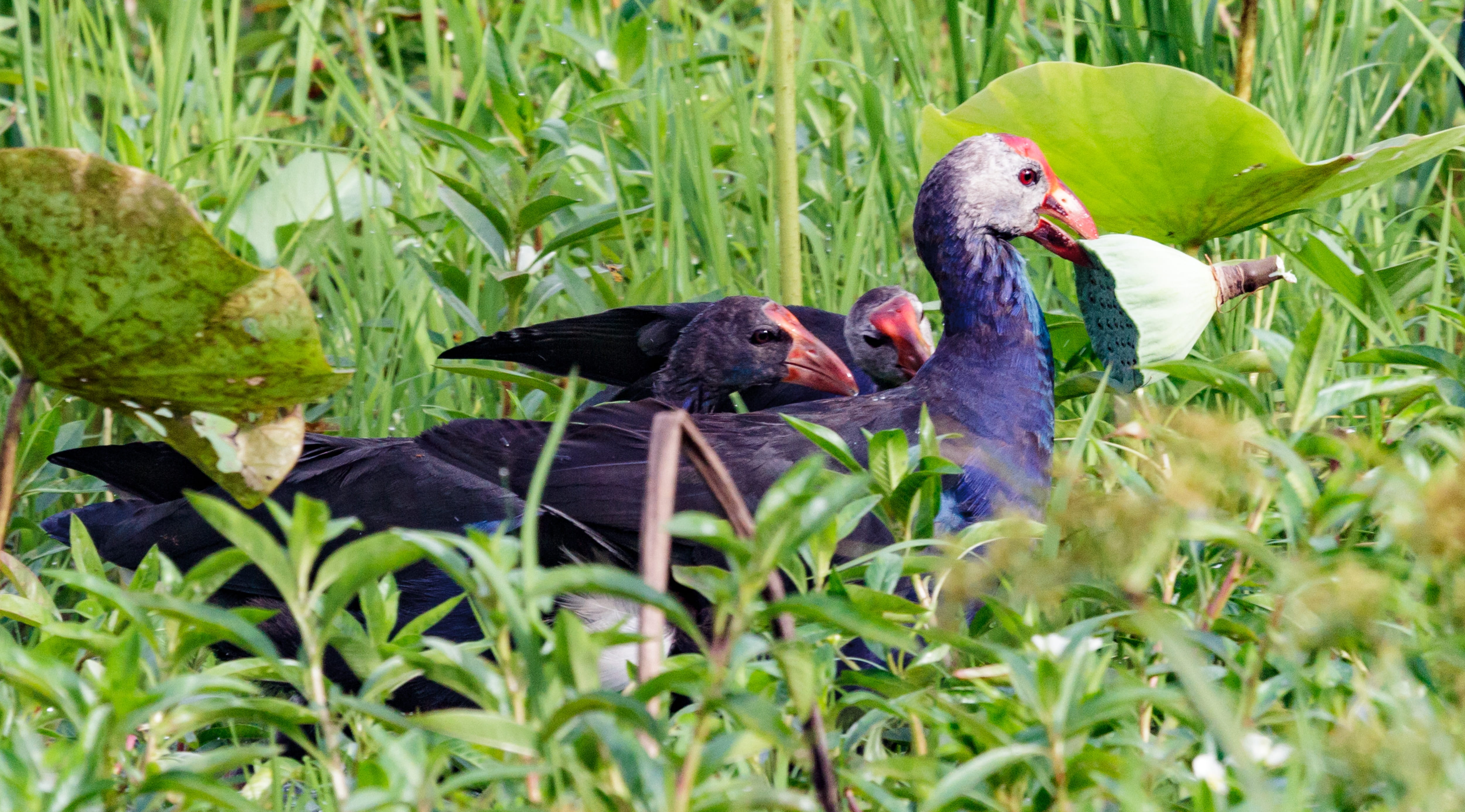 viet nam, day, animal, animal themes, animals in the wild, group of animals, vertebrate, nature, animal family, no people, bird, two animals, plant part, HD Wallpaper