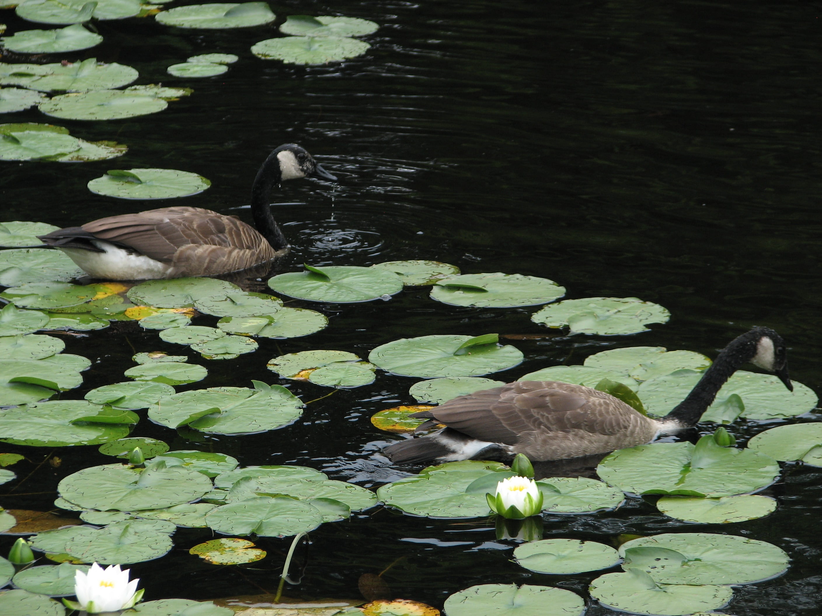 animal themes, animal family, vertebrate, 2K, bird, pond, plant, floating on water, flower, leaf, waterfowl, canadian, animal, water, beauty in nature, HD Wallpaper