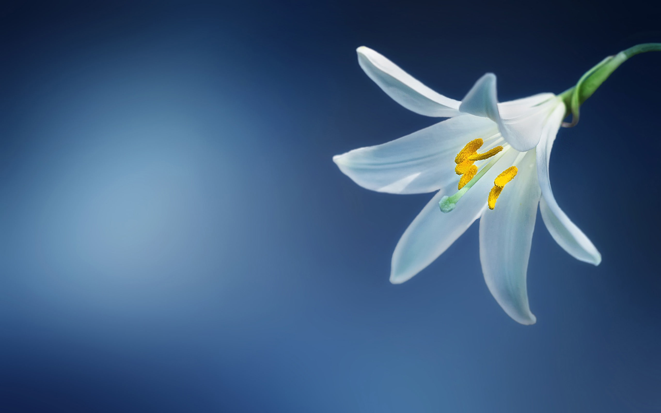 flower, hd, candidum, blue, white, lilium, petals, 2K, HD Wallpaper