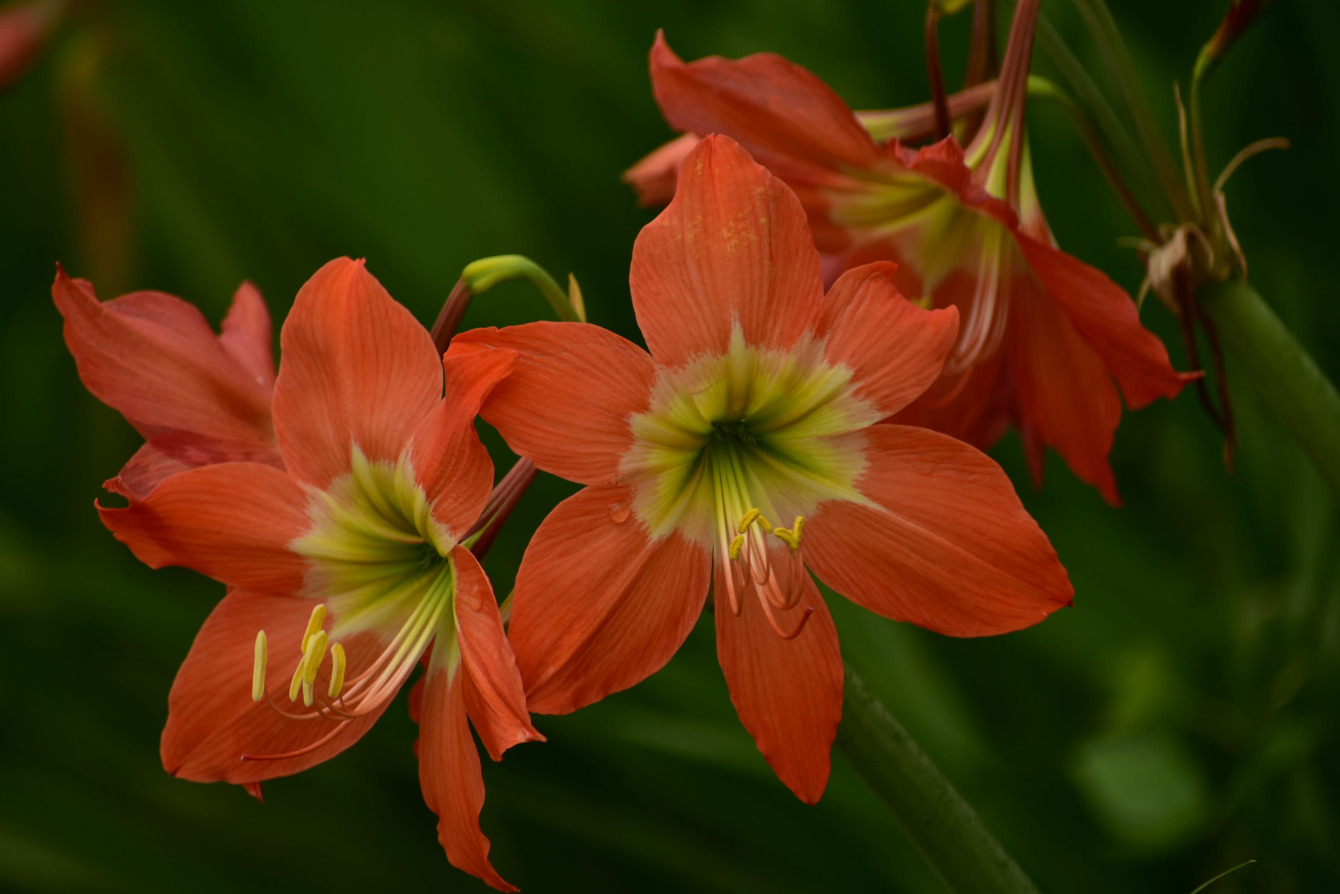 lilium, red, petal, day, lily, freshness, flowering plant, bouquet, nature, beauty in nature, botany, focus on foreground, flower, blossom, pastel, floral, HD Wallpaper