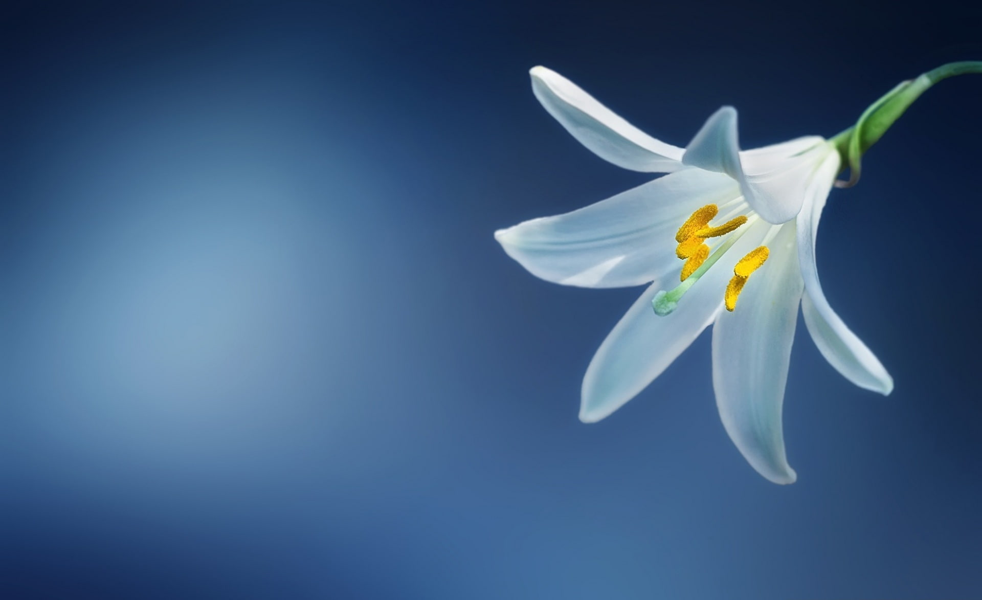blue background, inflorescence, vulnerability, plant, studio shot, blue, Lily, Aero, white, beauty in nature, flower head, LiliumCandidum, flowering plant, HD Wallpaper