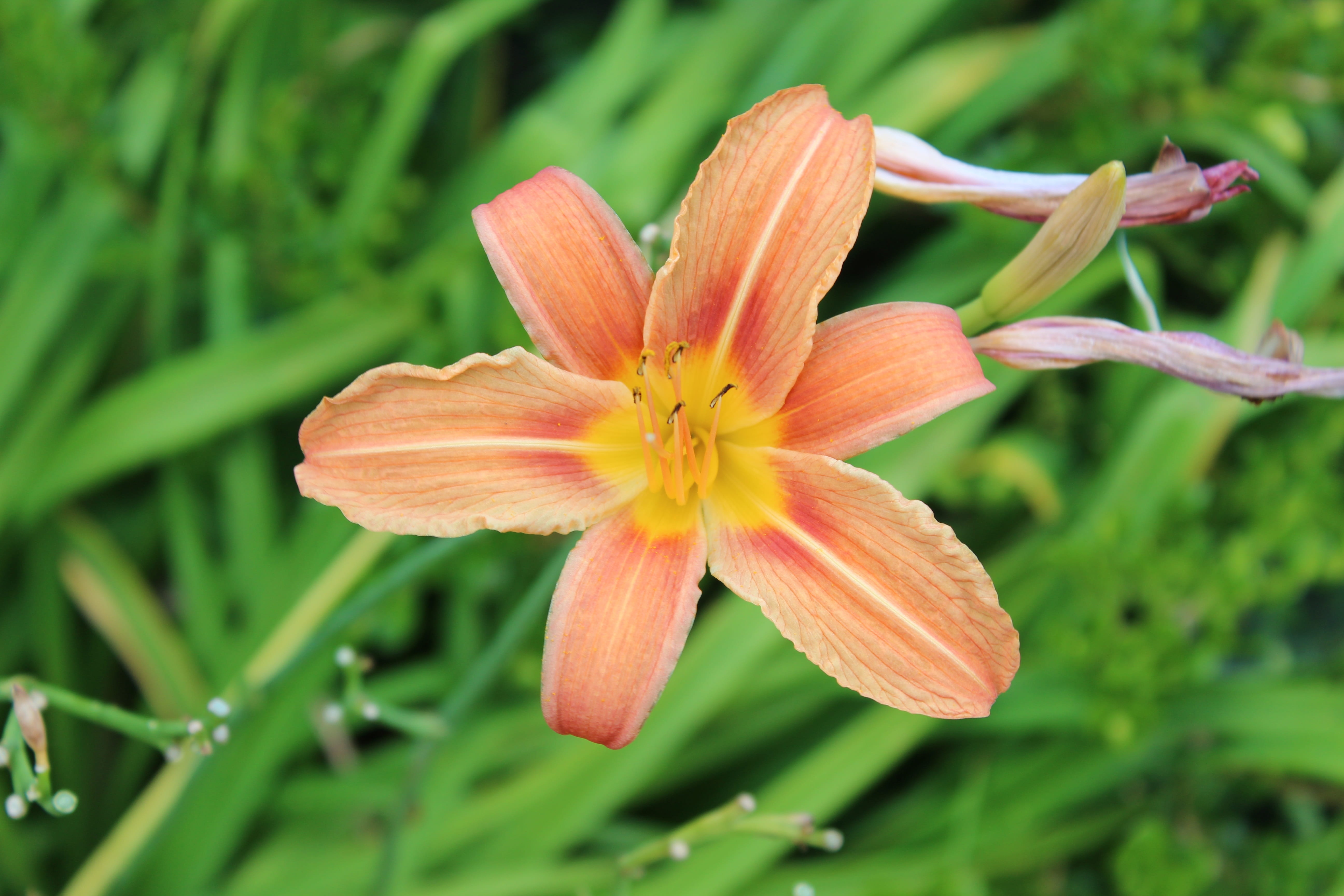 inflorescence, no people, botany, freshness, yellow, orange, focus on foreground, flower head, flowering plant, pollen, stamen, growth, lily, outdoors, HD Wallpaper