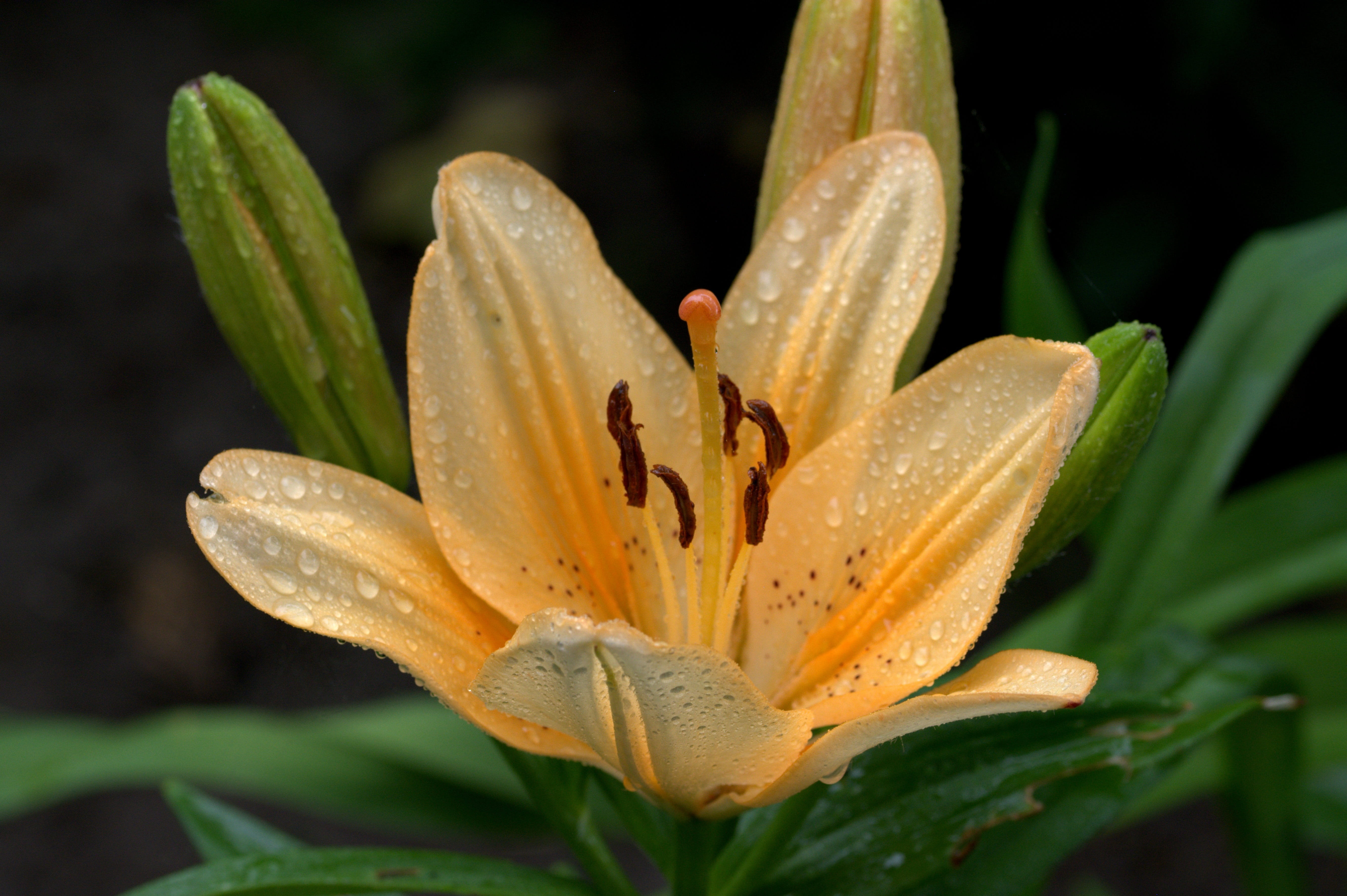 freshness, close up, flowering plant, no people, flower, vulnerability, pollen, day, fragility, petal, apricot, lilium, close-up, growth, inflorescence, HD Wallpaper