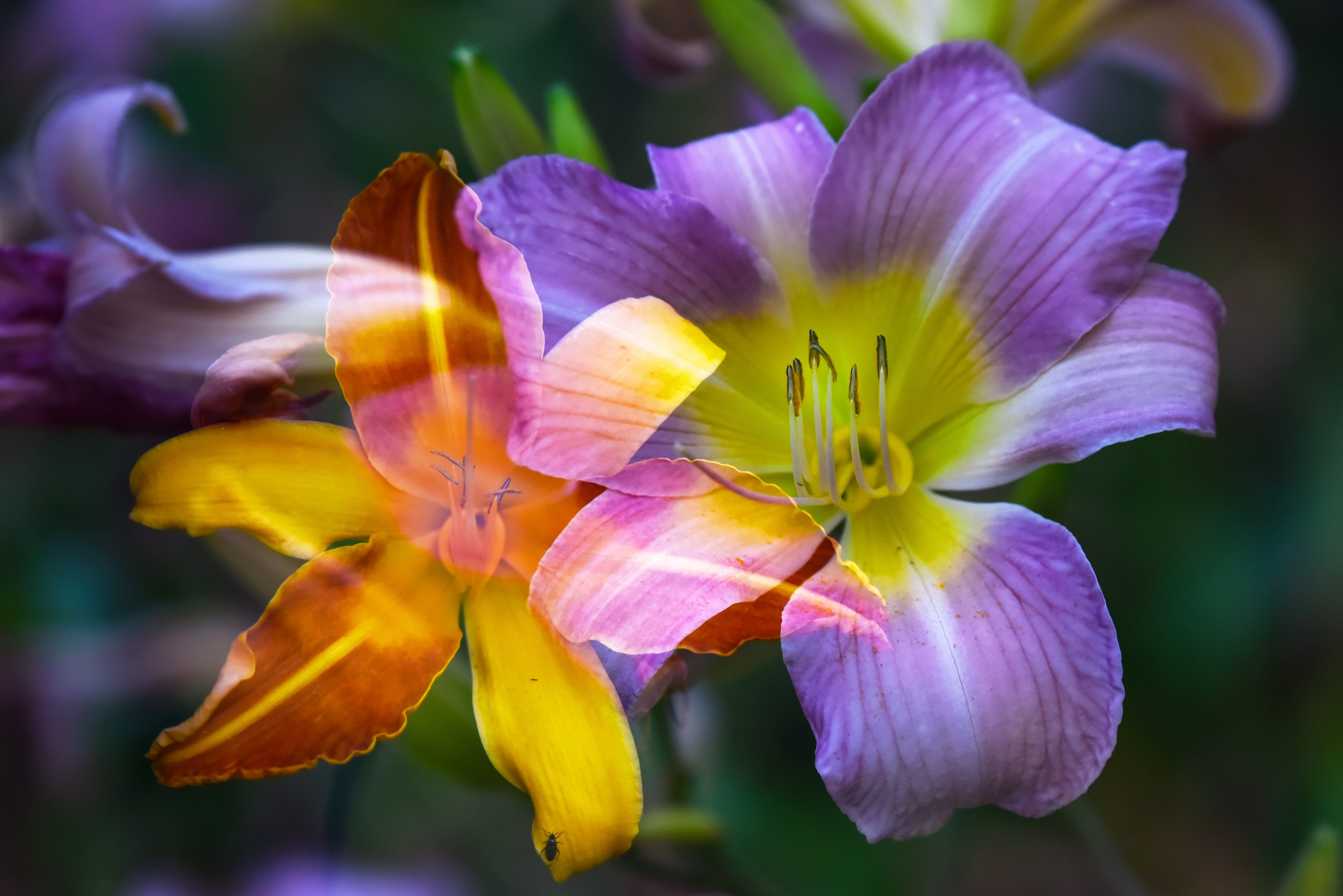 spring, outdoors, lilium, fragrant, fragility, growth, yellow, decorative, freshness, beauty in nature, no people, orange, flower head, close-up, purple, HD Wallpaper