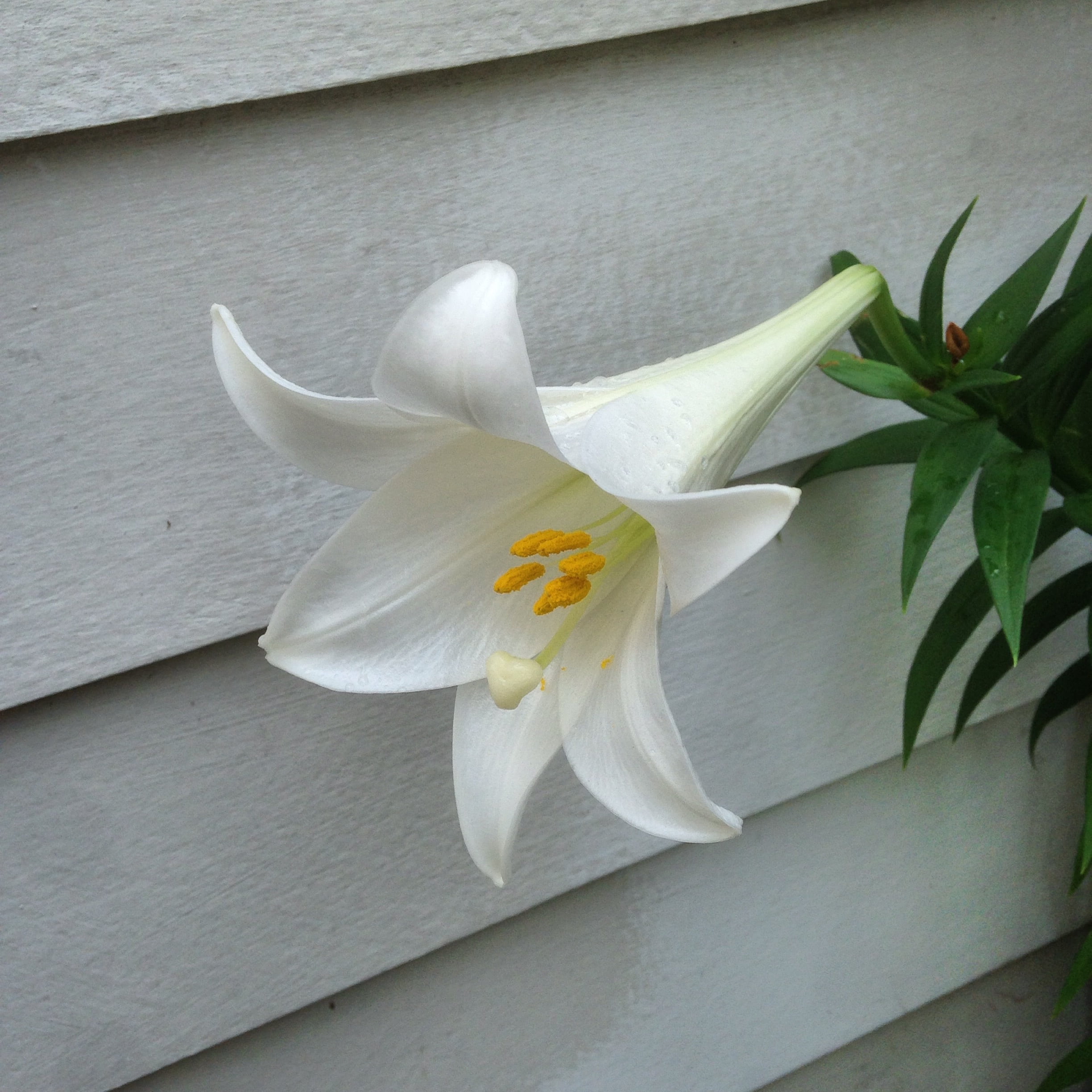 bloom, beauty in nature, flower head, seasonal, spring, pollen, growth, easter, no people, blooming, outdoors, spring flowers, close-up, white color, blossom, Phone HD Wallpaper