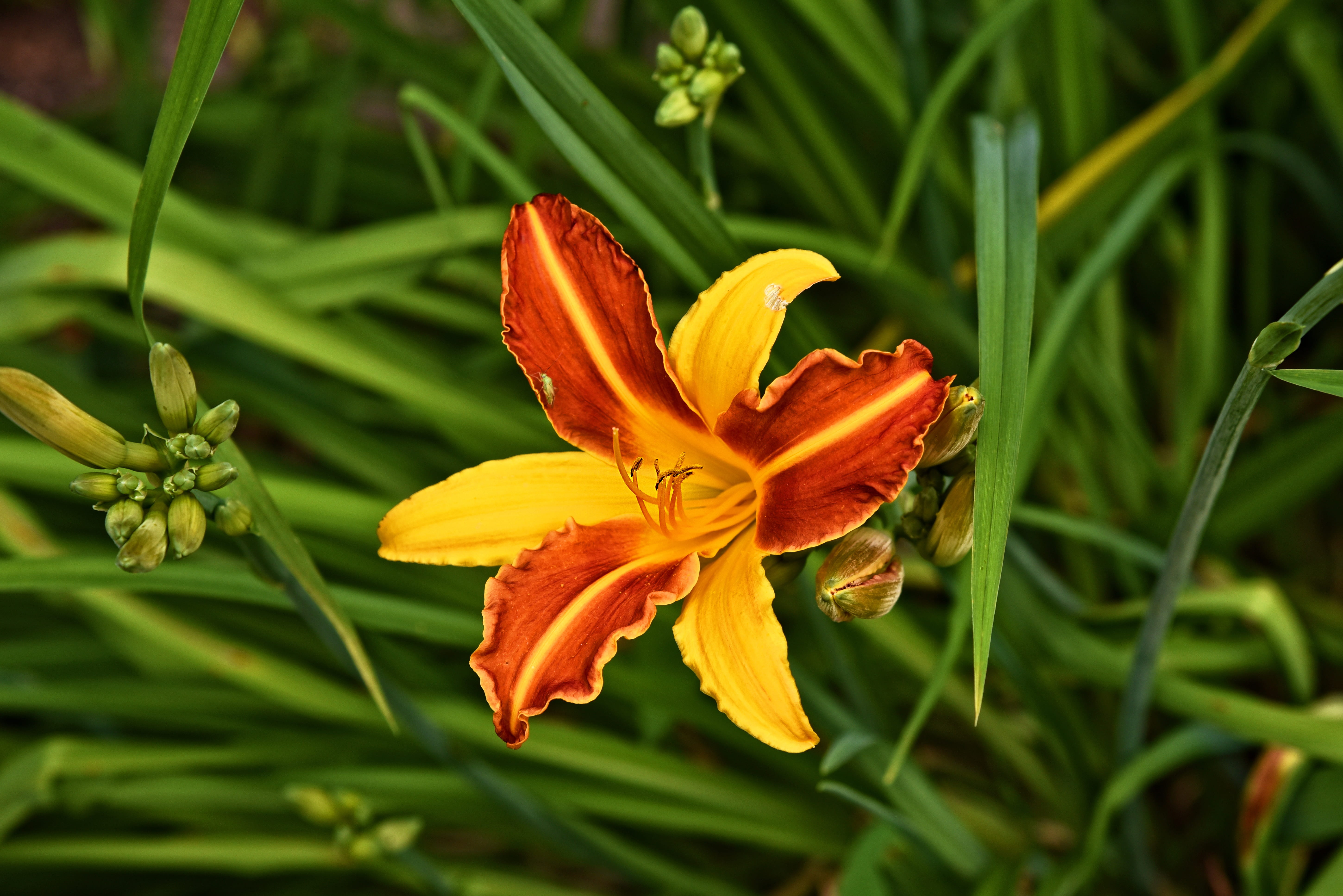 daylily, plant, summer, perennial, stamen, nature, style, beauty in nature, freshness, bloom, pollen, petal, lily, 5K, red, lilium, photography, close, HD Wallpaper