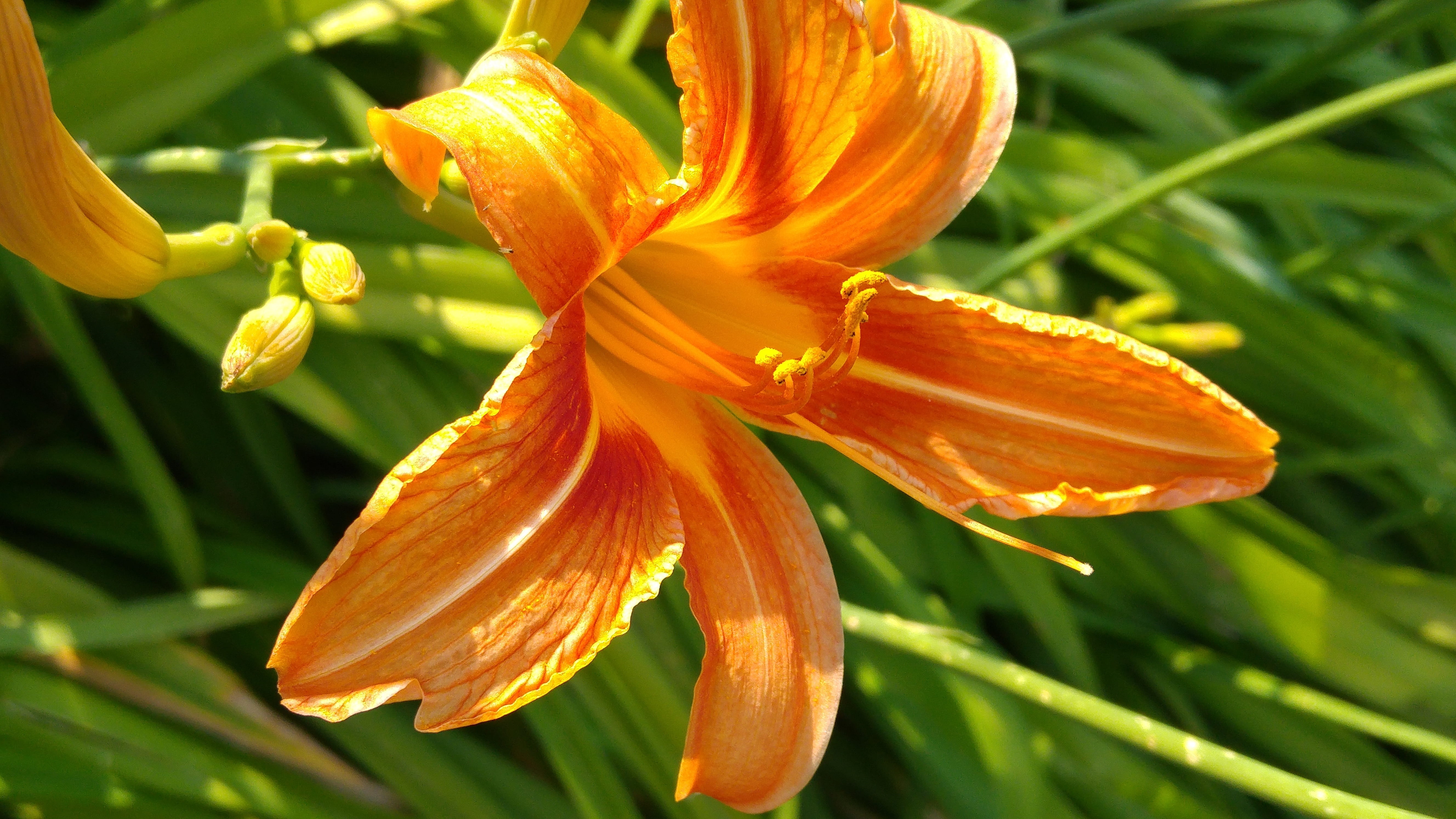 plant, petal, orange color, lily, flower head, beauty in nature, inflorescence, stamen, botany, orange, vulnerability, day lily, outdoors, lilium, nature, HD Wallpaper