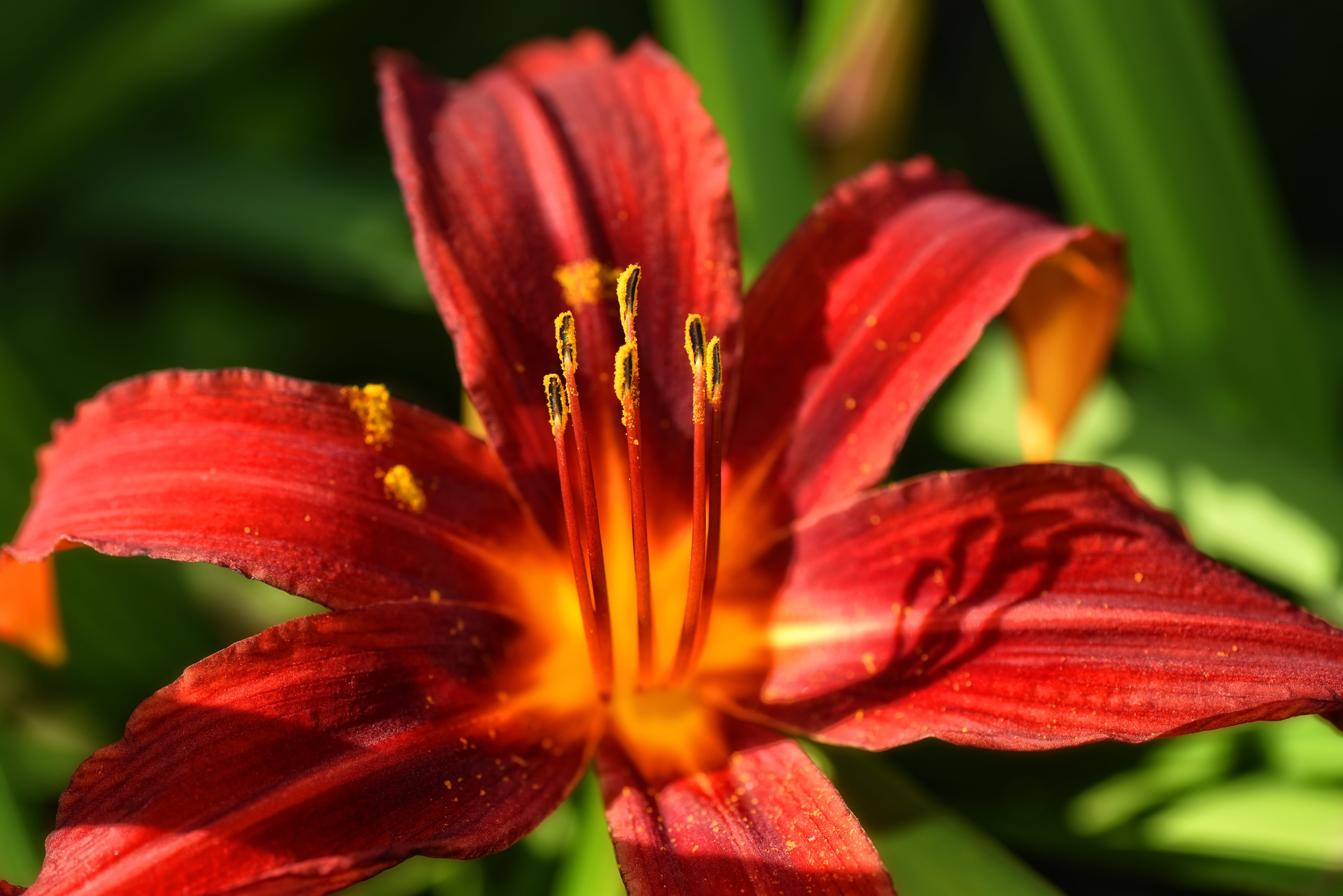 5K, flowering plant, close-up, stamen, freshness, pistils, vulnerability, inflorescence, lilium, flower, lily, maroon, red lily, sunshine, selective focus, HD Wallpaper