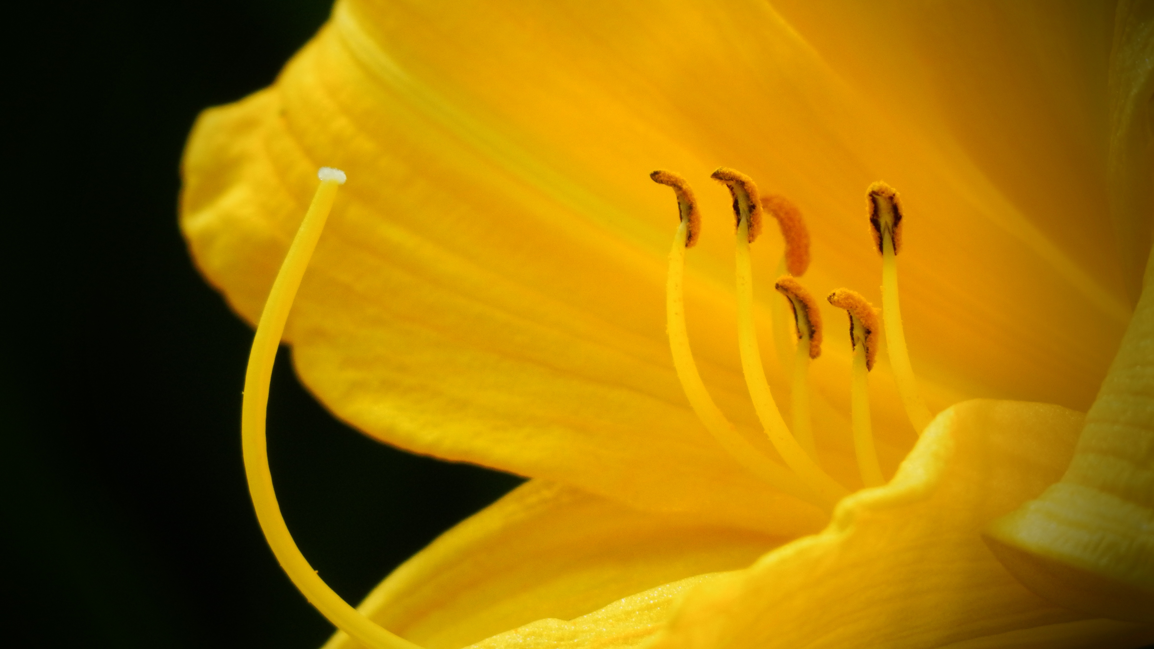 nature, freshness, macro, lilium monadelphum, close-up, stamen, outdoors, plant, petal, flowering plant, 4K, inflorescence, summer, courage, beauty in nature, HD Wallpaper