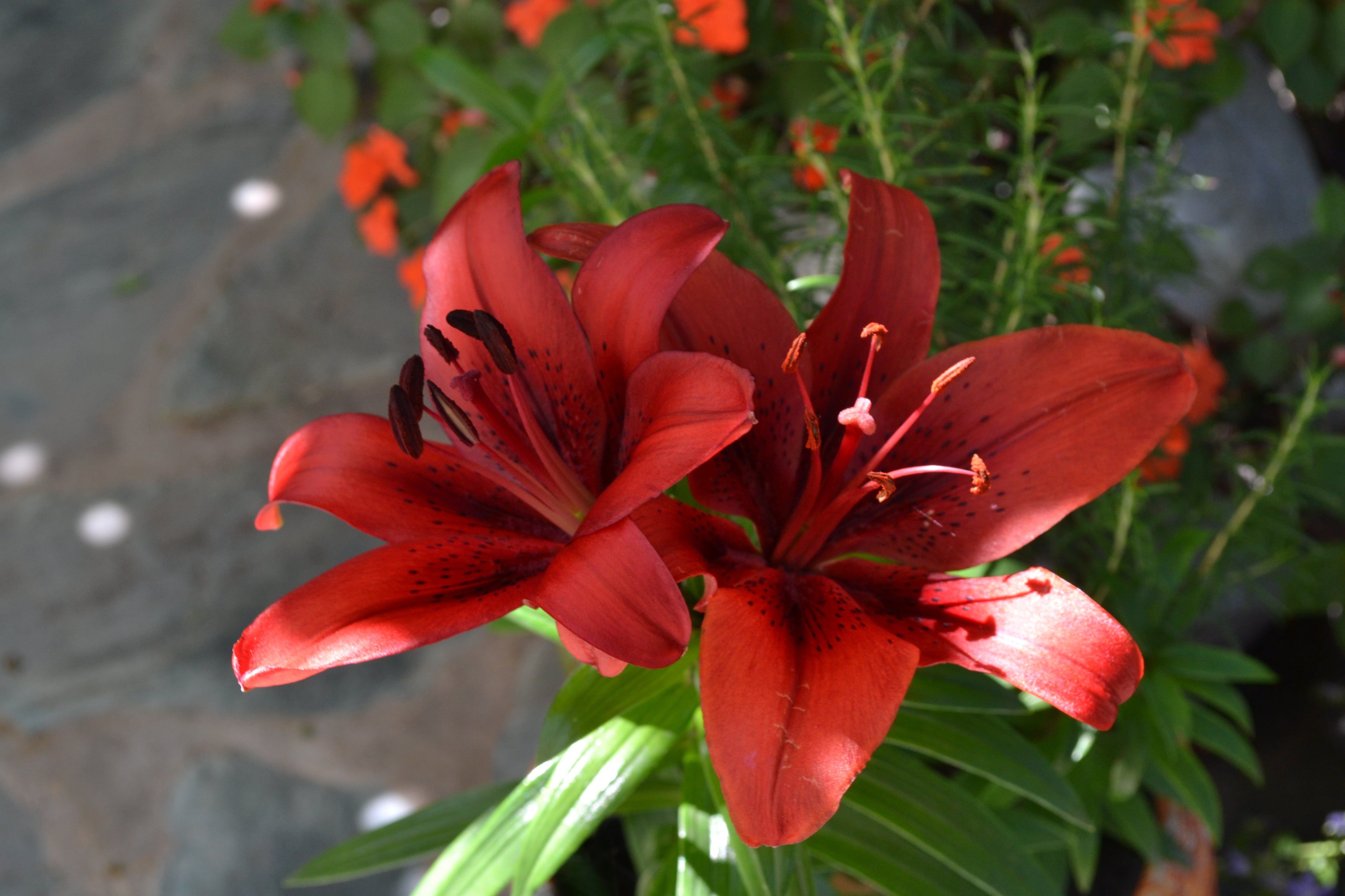 petal, vulnerability, nature, flowerpot, plant part, day, garden, plant, 4K, beauty in nature, outdoors, spring, red, inflorescence, freshness, lilium, HD Wallpaper