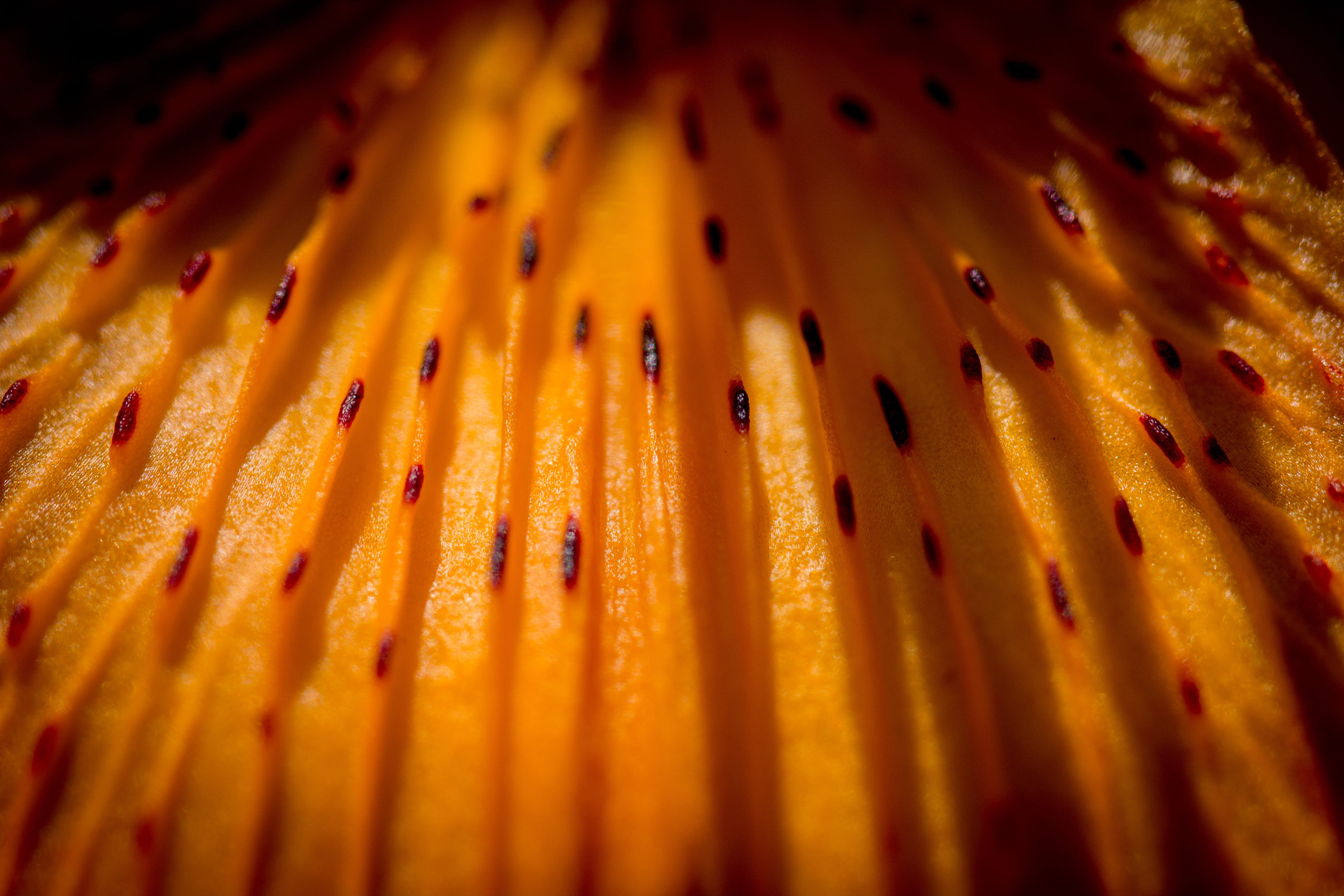 ribbed, inflorescence, no people, close, orange, selective focus, feuerlilie, light, flora, pattern, vulnerability, full frame, red, macro, nature, rip, HD Wallpaper