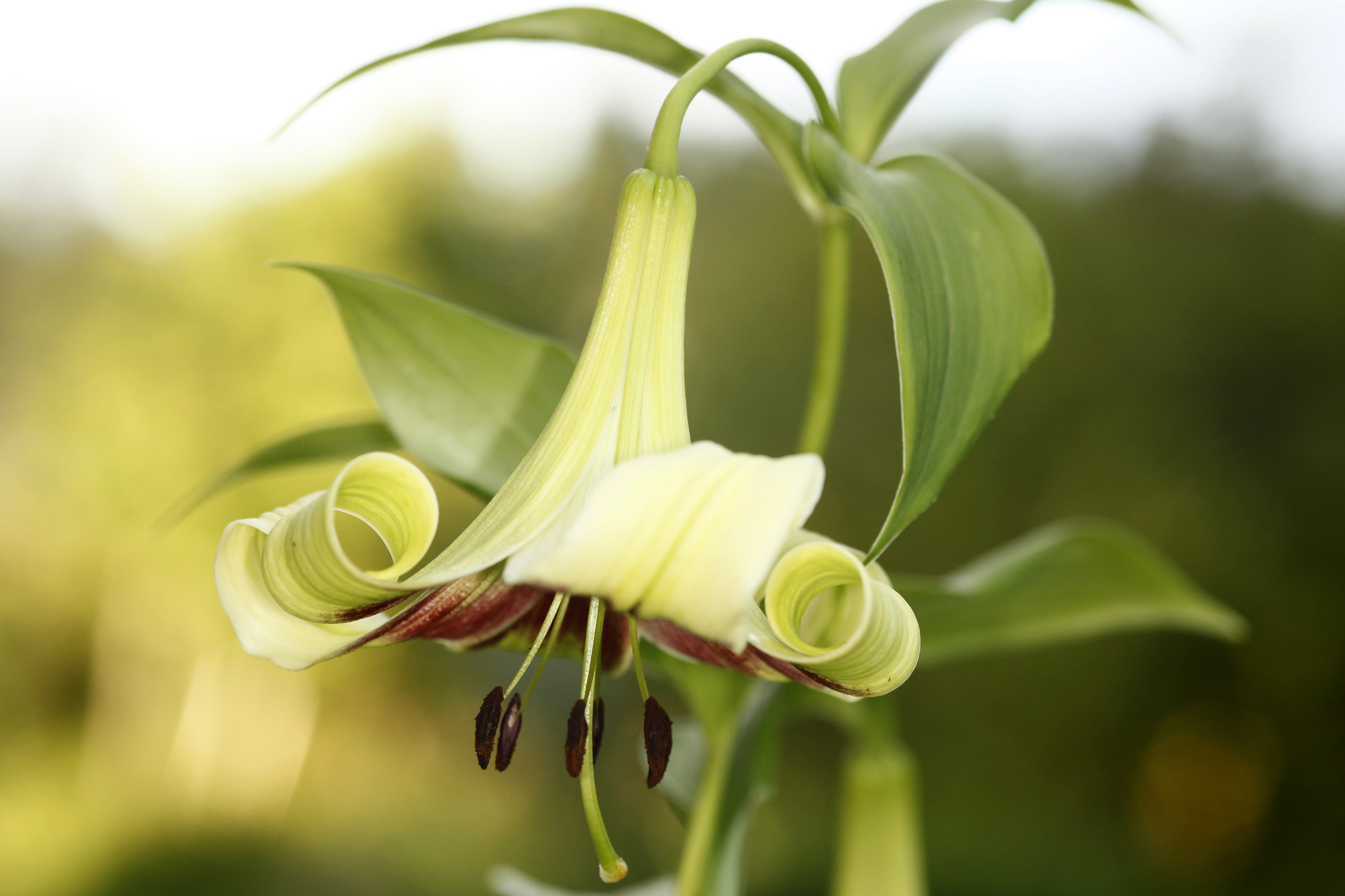 vegetable, plant, petal, plant part, close-up, no people, vulnerability, flowering plant, nature, beauty in nature, flower head, fragility, lilium nepalense, HD Wallpaper