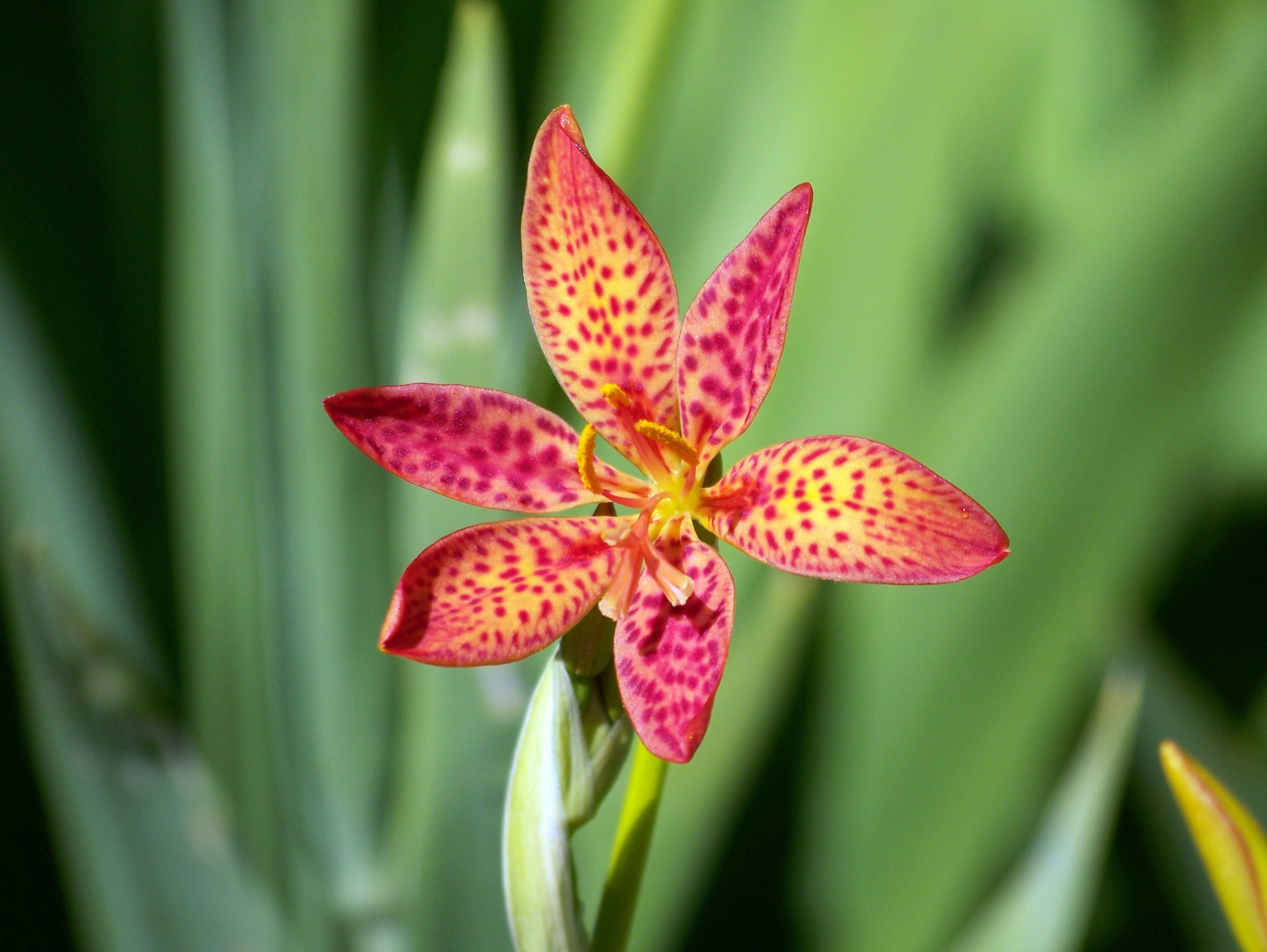 green, colorful, inflorescence, detail, orchid, no people, focus on foreground, blossom, martagon, vulnerability, red, close-up, plant, outdoors, beauty in nature, HD Wallpaper
