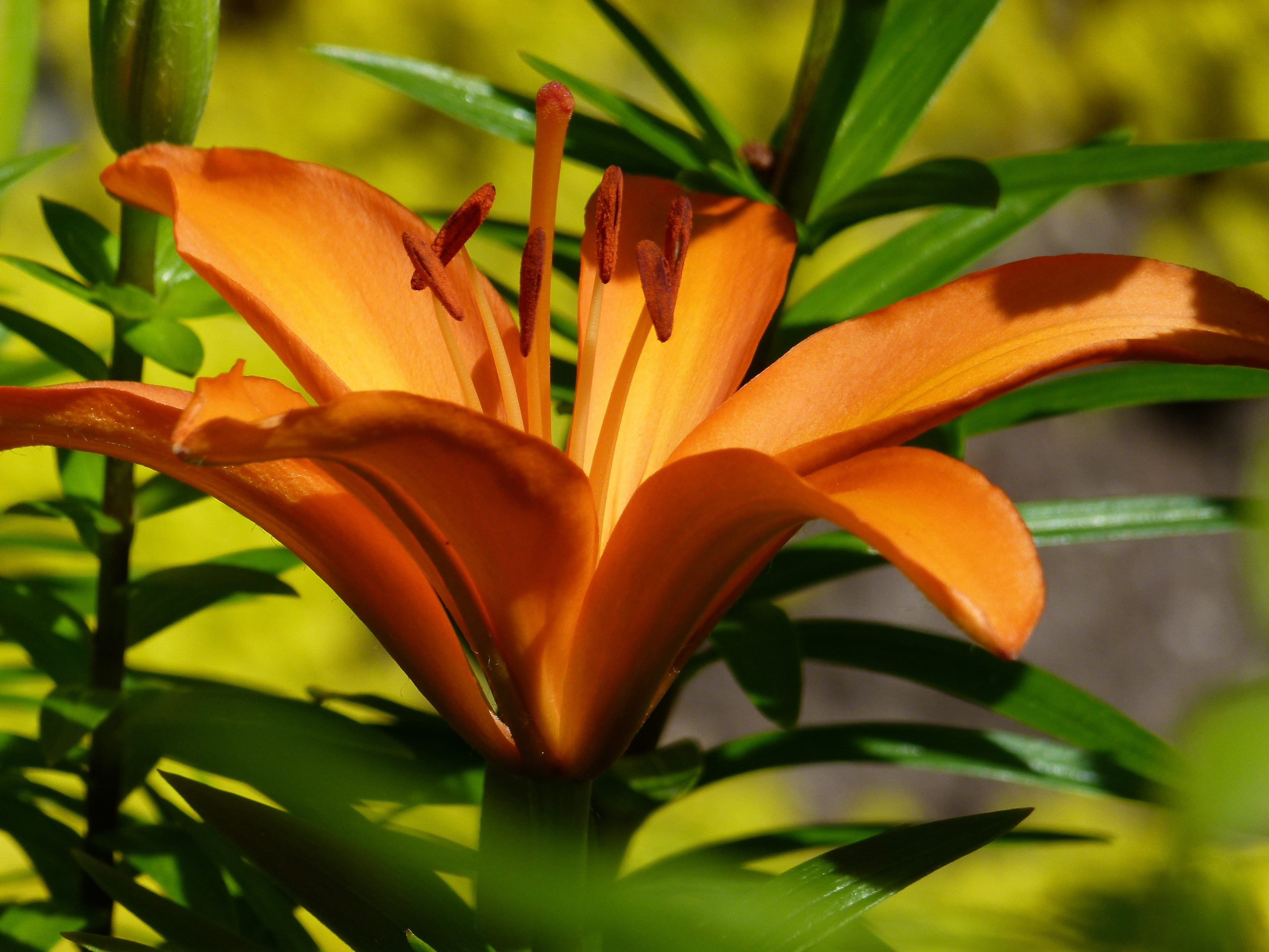 leaf, day, beautiful, garden, nature, beauty in nature, plant part, summer, freshness, flowering plant, vulnerability, growth, close-up, bloom, macro, lilium bulbiferum, HD Wallpaper