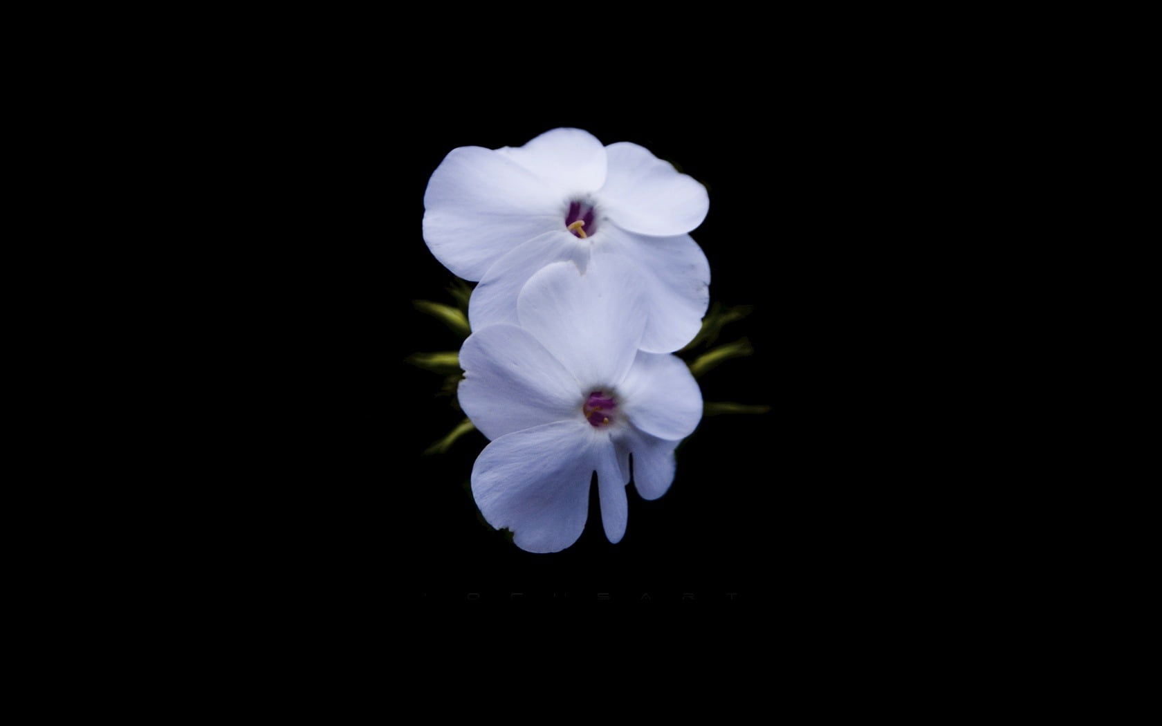 single Flower, summer, black Background, freshness, impatiens, flower, flower Head, pollen, stamens, petal, isolated, isolated On Black, yellow, vulnerability, HD Wallpaper