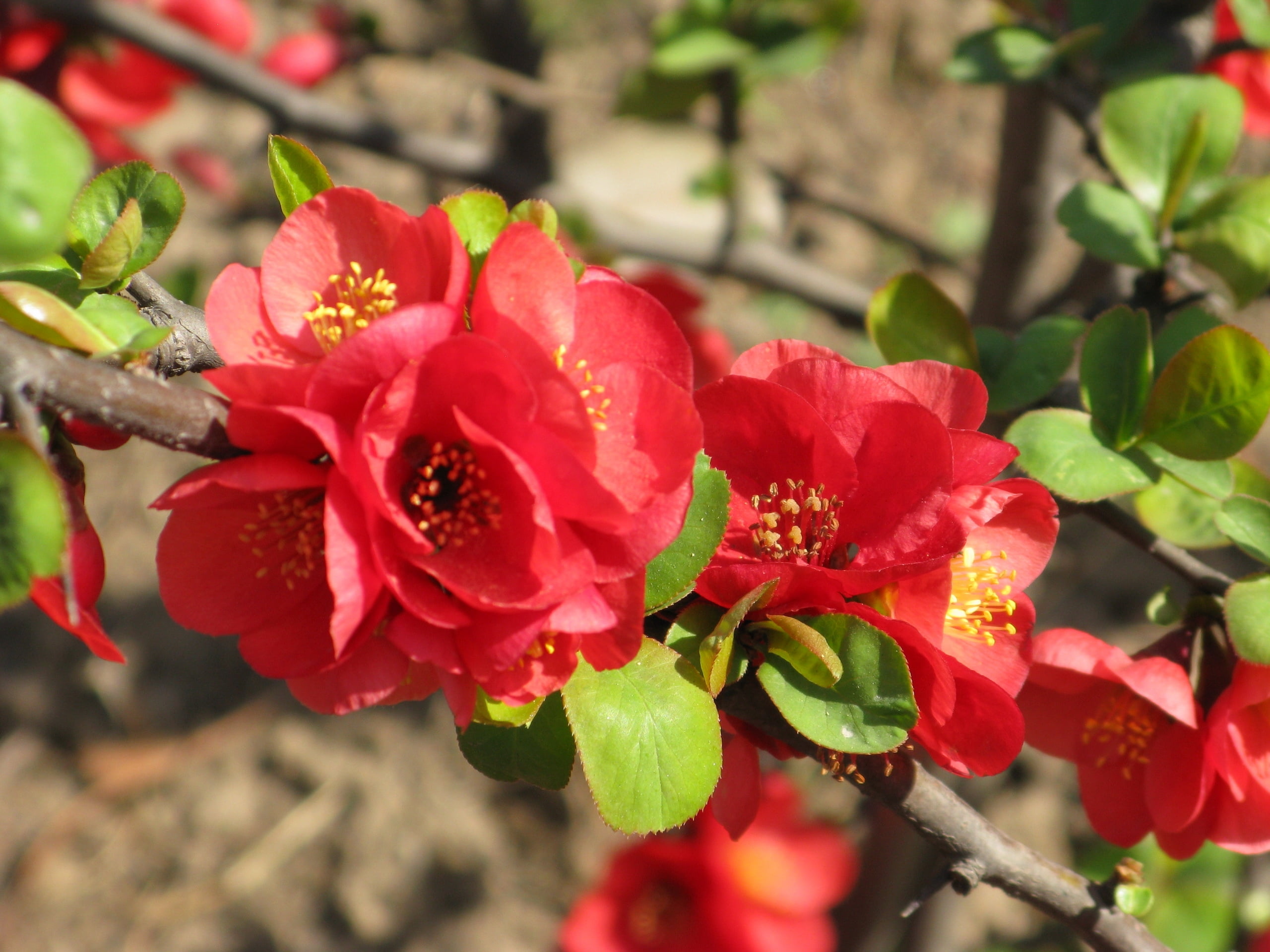 close-up, petal, gardening, red, flower, springtime, backgrounds, 2K, summer, macro, multi Colored, sunlight, flowers, freshness, outdoors, plant, beauty In Nature, HD Wallpaper