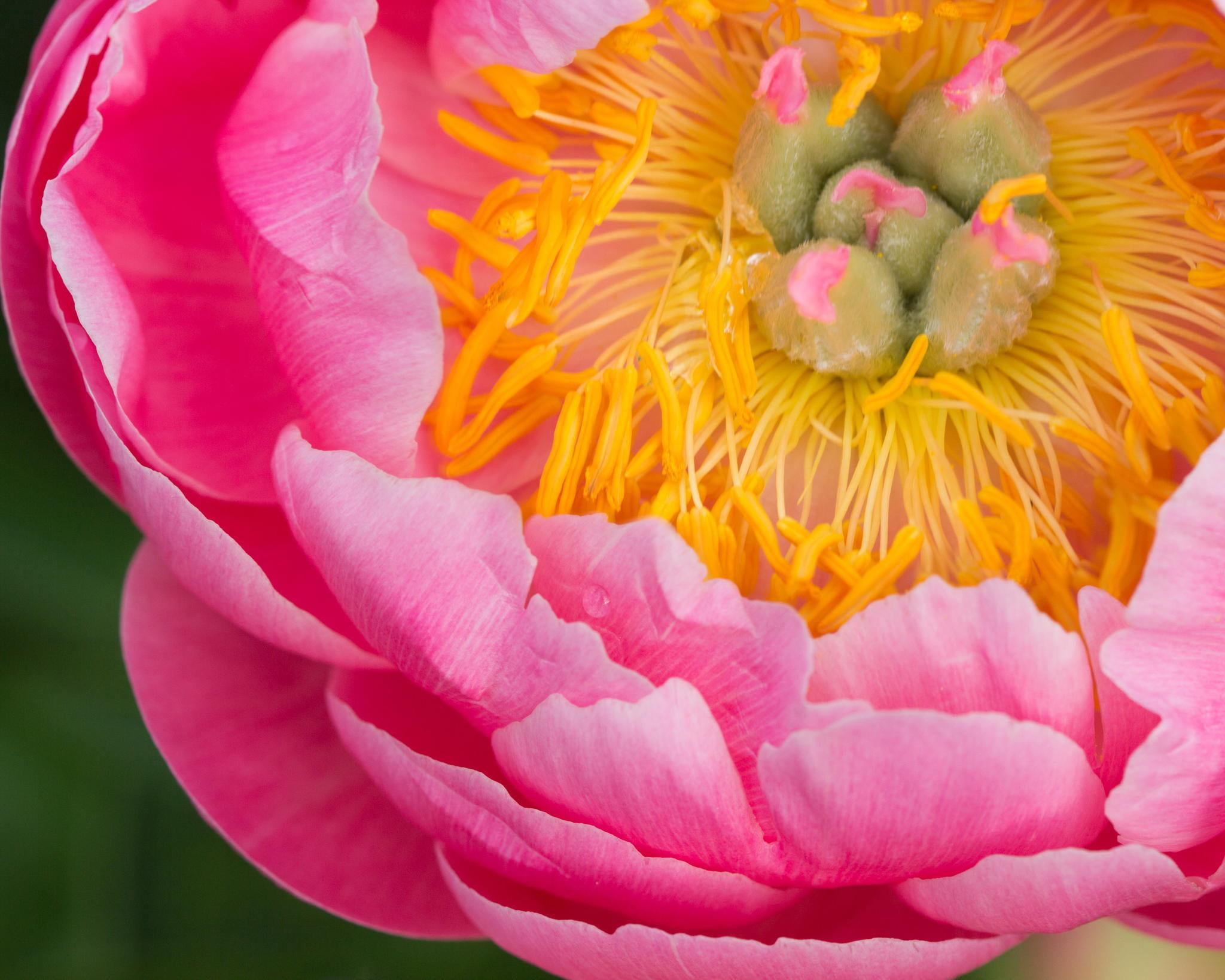 petal, pink, 1080P, botany, macro, vulnerability, summer, flower, blossom, freshness, stamens, yellow, flower Head, fragility, outdoors, inflorescence, HD Wallpaper