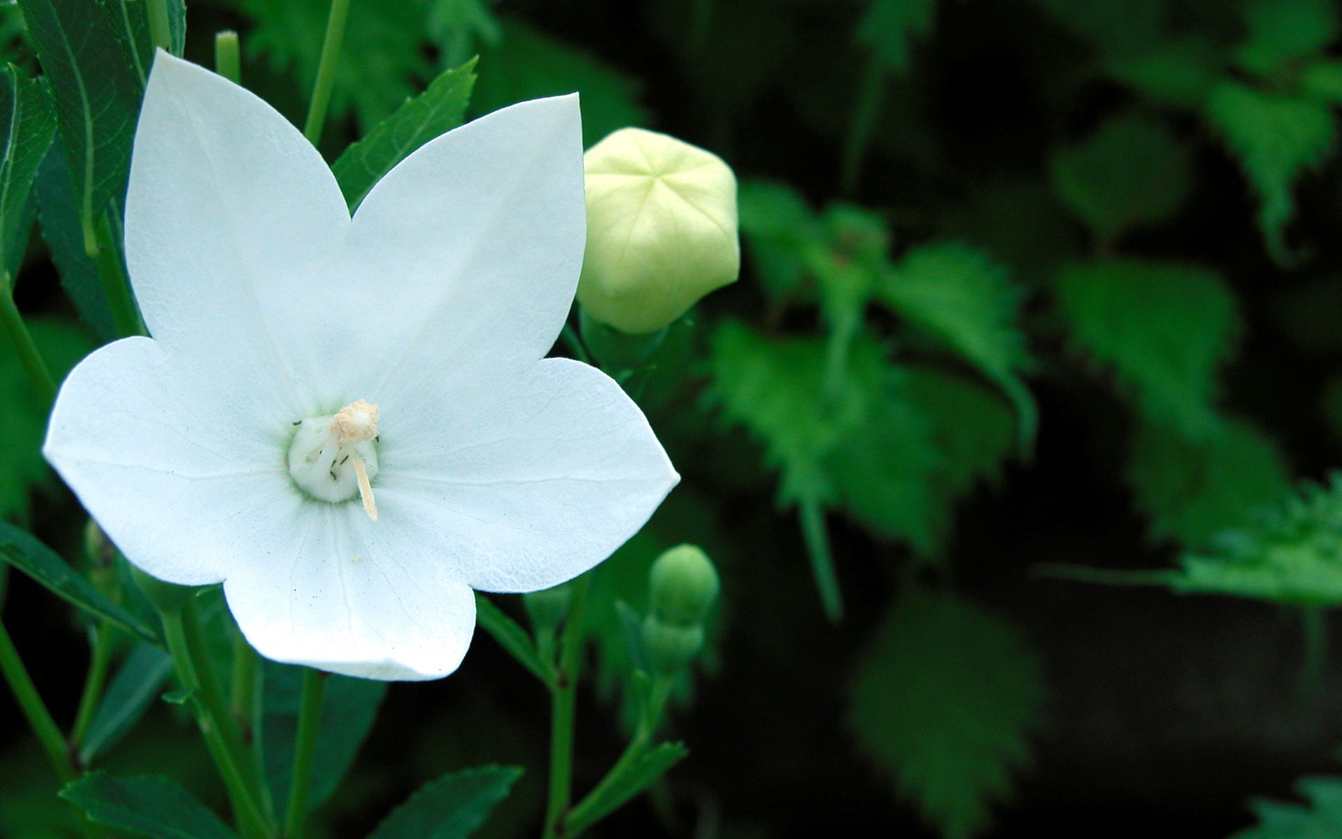 botany, flower Head, white color, bud, beauty In Nature, purple, stamen, herbs, plant, single Flower, freshness, plant part, outdoors, blossom, petaled, HD Wallpaper