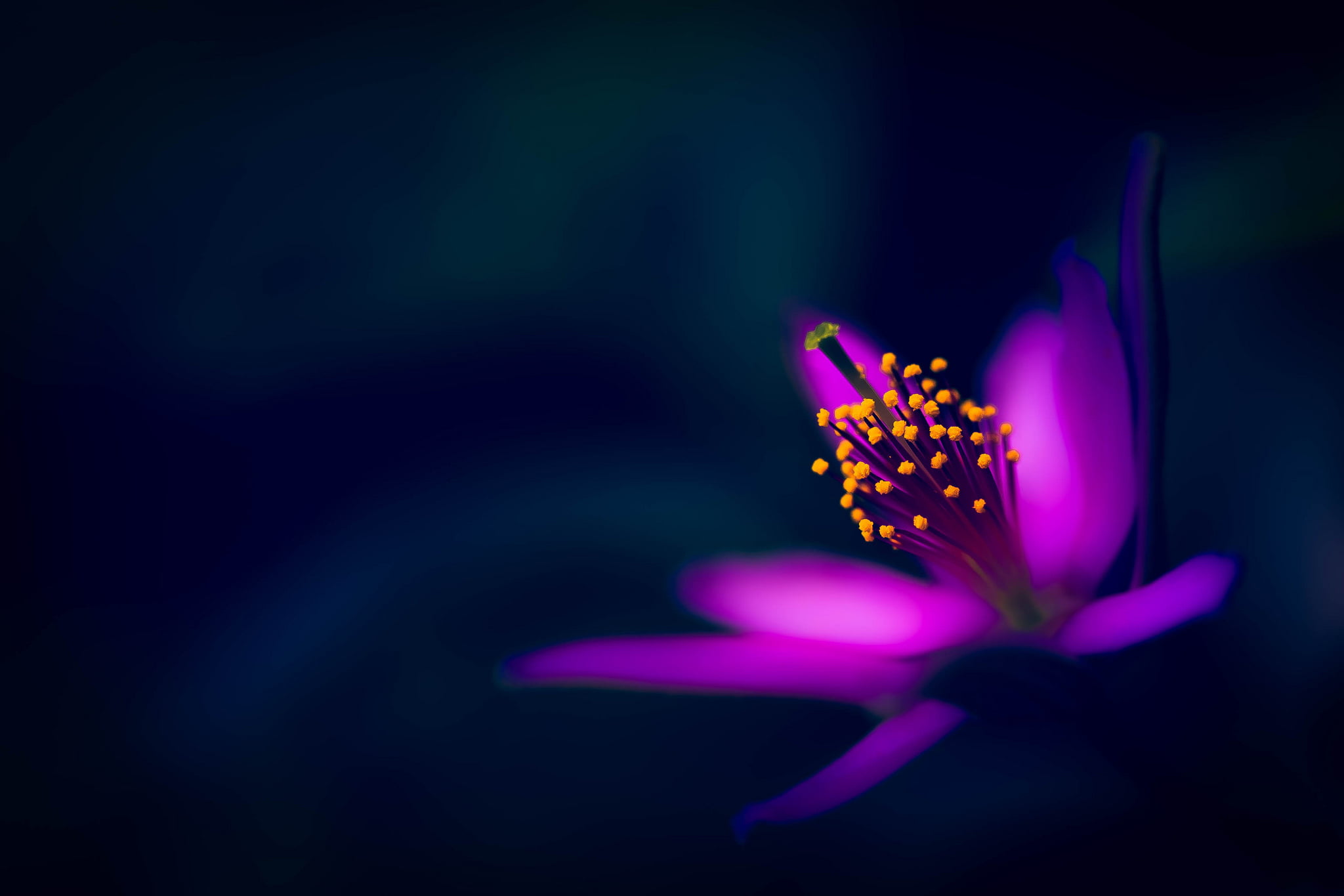 defocused, yellow, summer, color Image, botany, flower Head, nature, vibrant Color, plant, stamens, single Flower, close-up, abstract, inflorescence, petals, HD Wallpaper