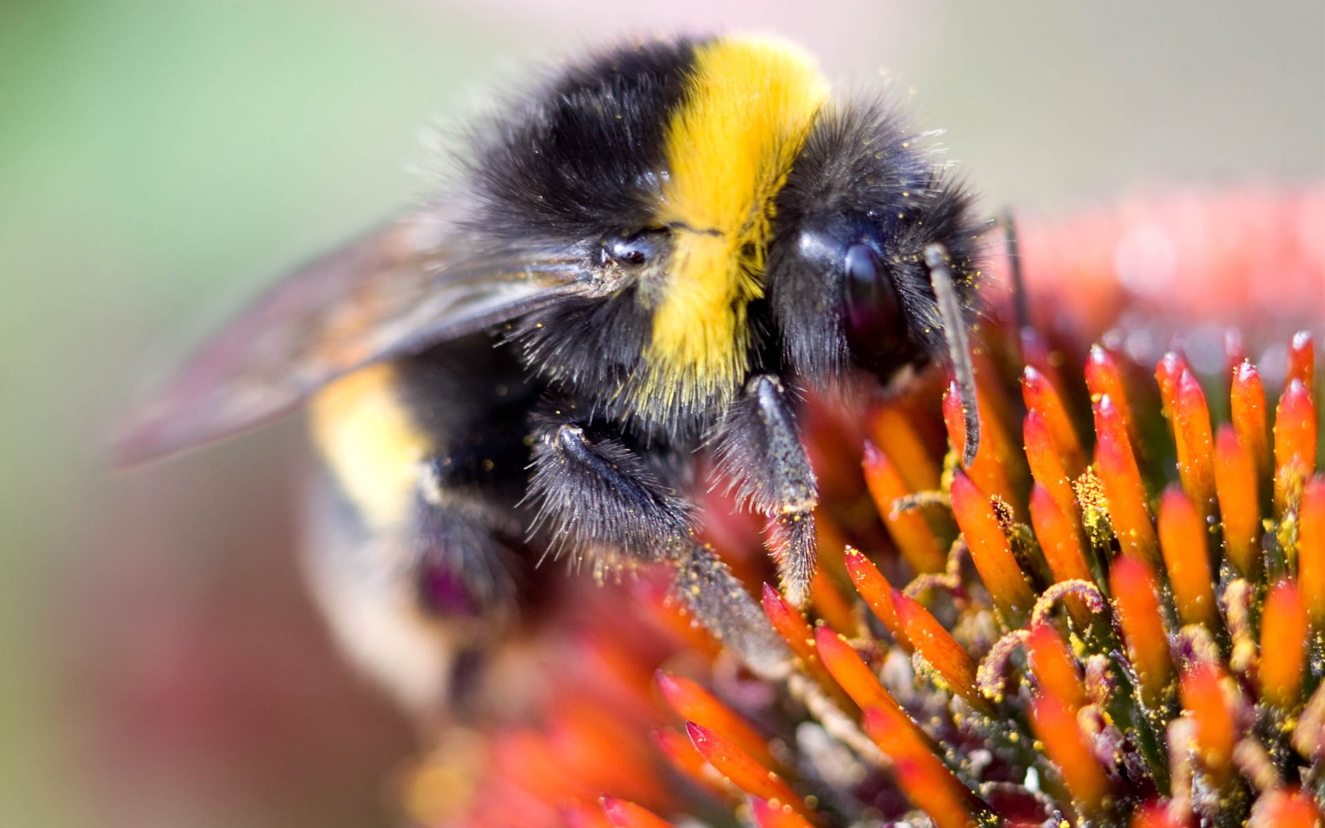 petal, fragility, bumblebee, no people, flower head, 1080P, pollination, animal, macro, plant, animal themes, yellow, blue, purple, stamen, animals in the wild, HD Wallpaper