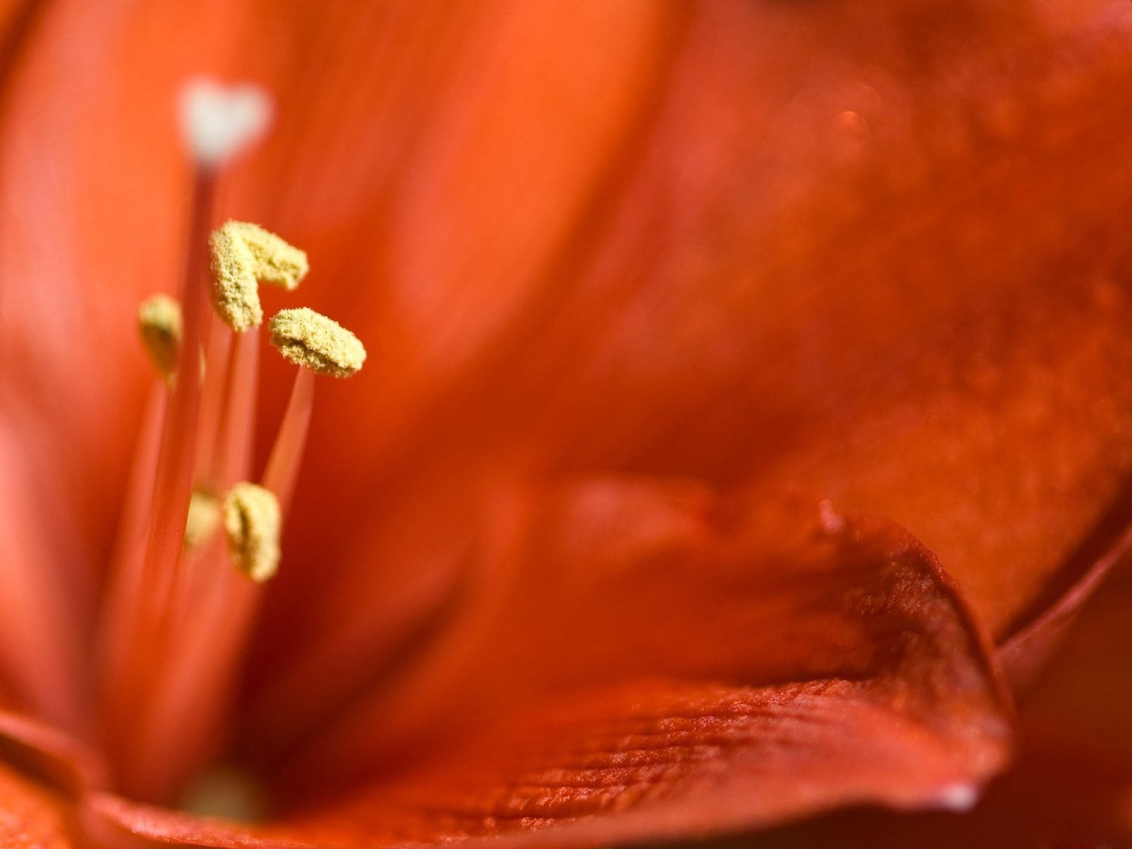 fragility, red, beauty in nature, flower head, 720P, no people, softness, lily, food, macro, plant, inflorescence, growth, flowering plant, stamens, close-up, HD Wallpaper