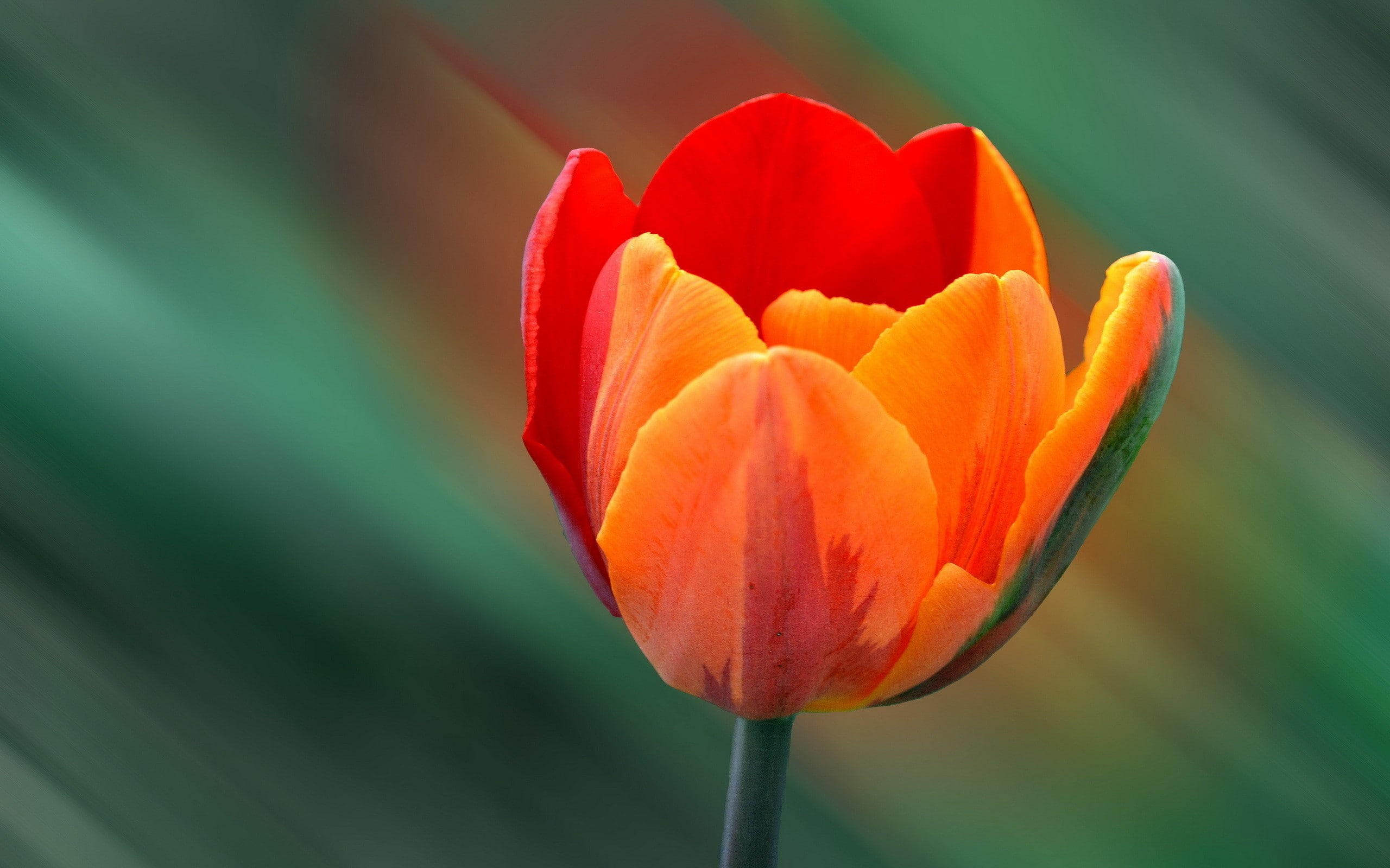 focus on foreground, vulnerability, orange color, red, nature, tulip, orange flowers, growth, orange, plant, close-up, plant stem, no people, flower, petal, HD Wallpaper