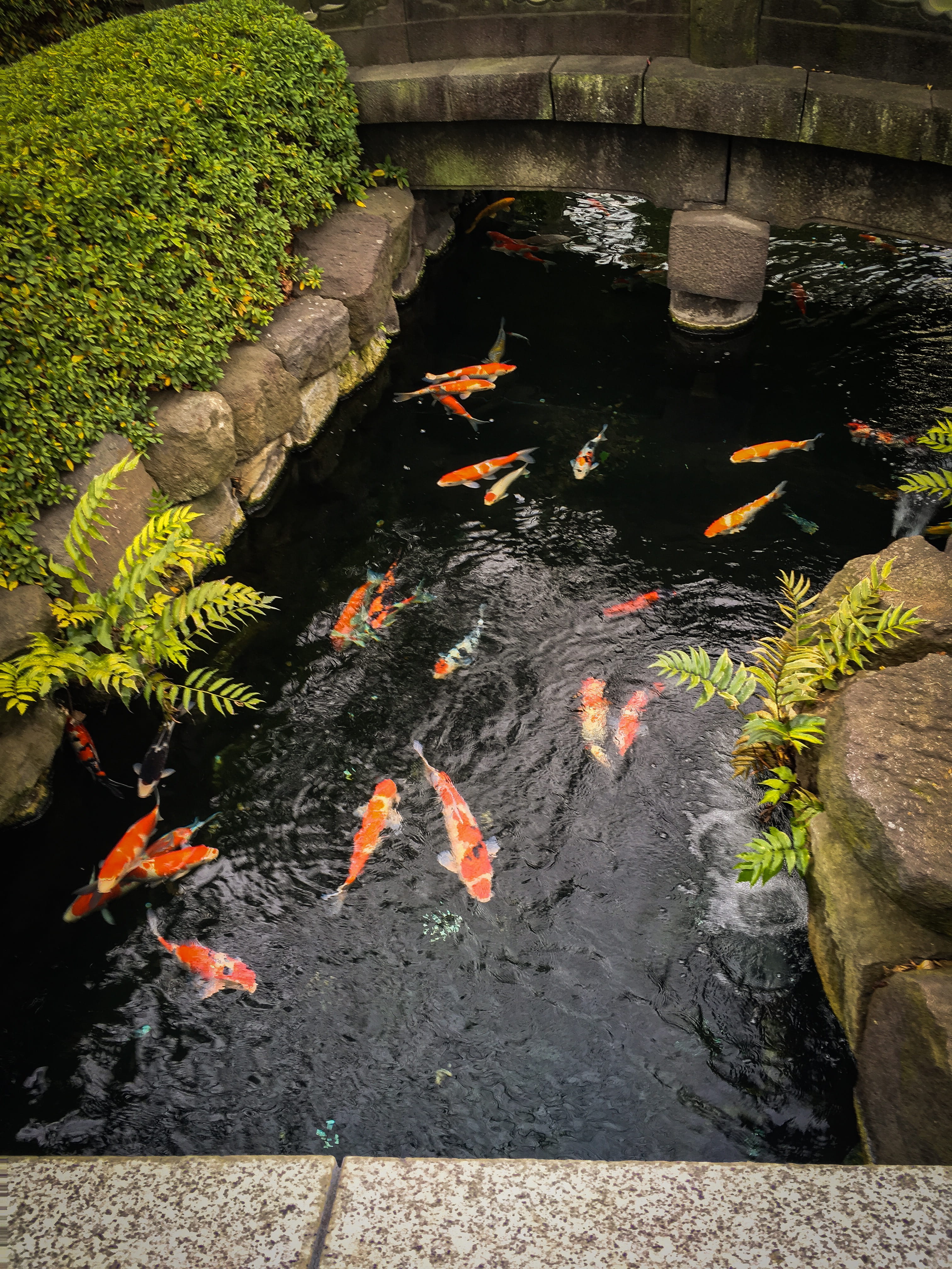 animal wildlife, high angle view, #water, fish, animals in the wild, #frame, animal themes, marine, animal, aquatic, no people, swimming, vertebrate, flower, Phone HD Wallpaper