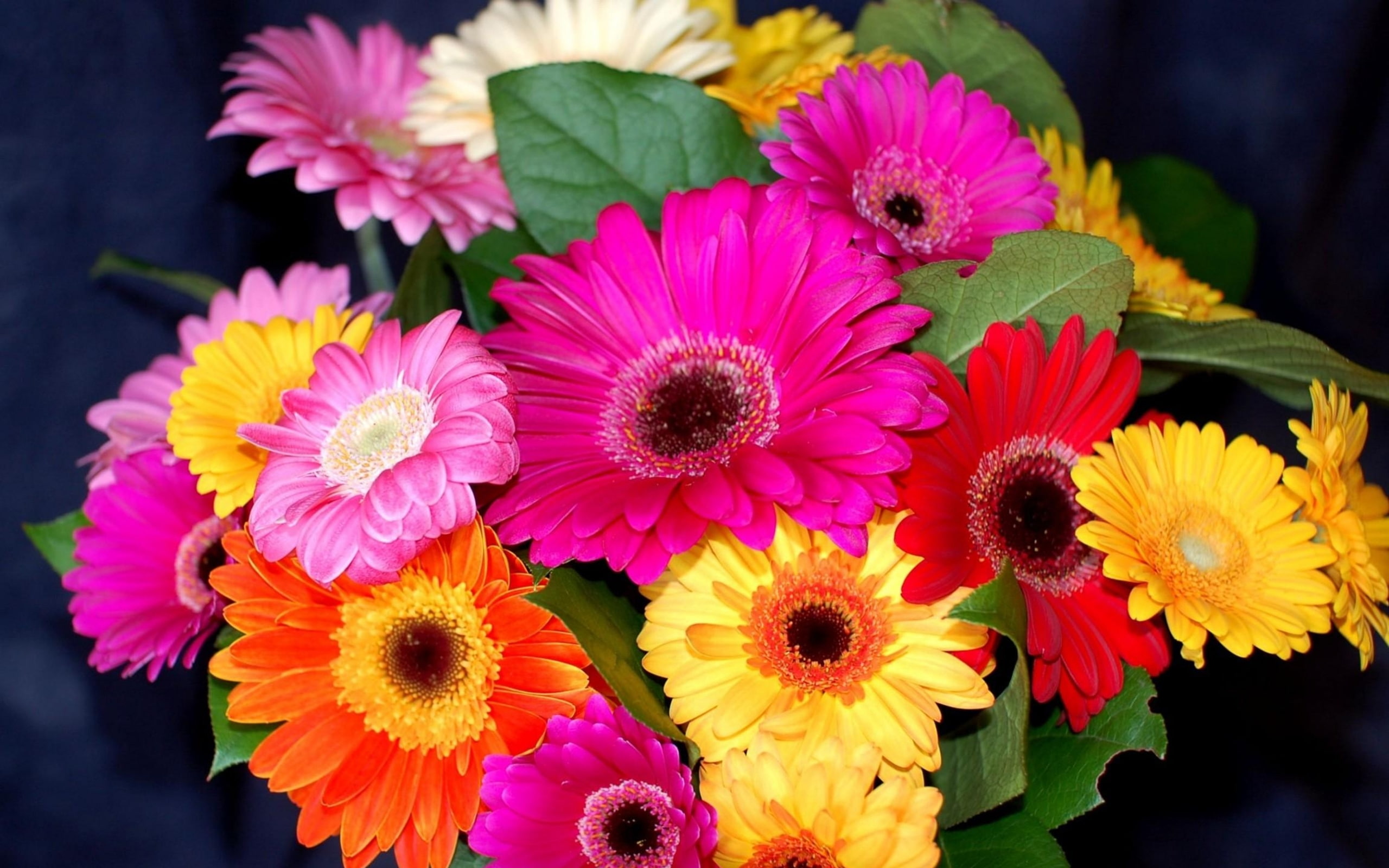gerber, hd, 2K, flower, HD Wallpaper