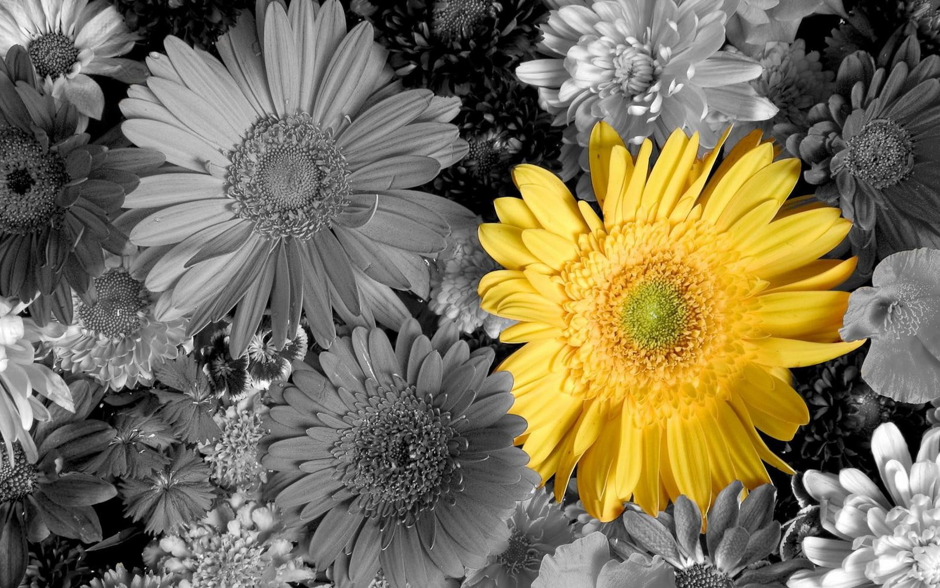 petals, flowers, gerby, 1080P, yellow gerber, 3d and abstract, daisys, HD Wallpaper