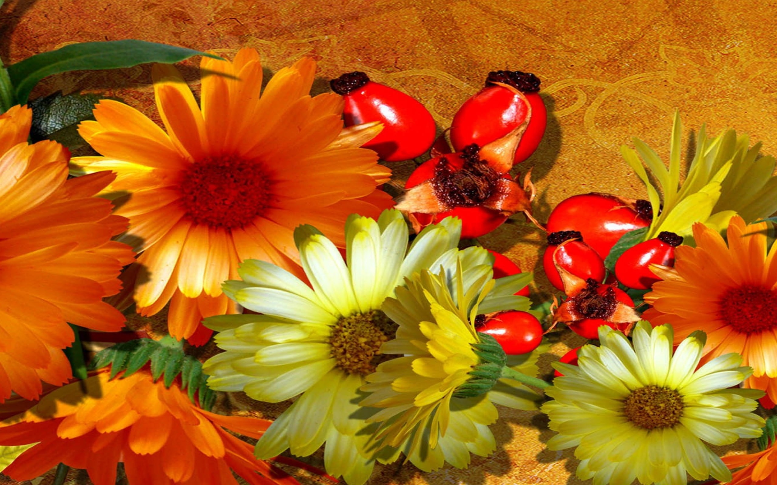 2K, hip, hd, rose, yellow, orange, red, flowers, gerber, autumn, HD Wallpaper