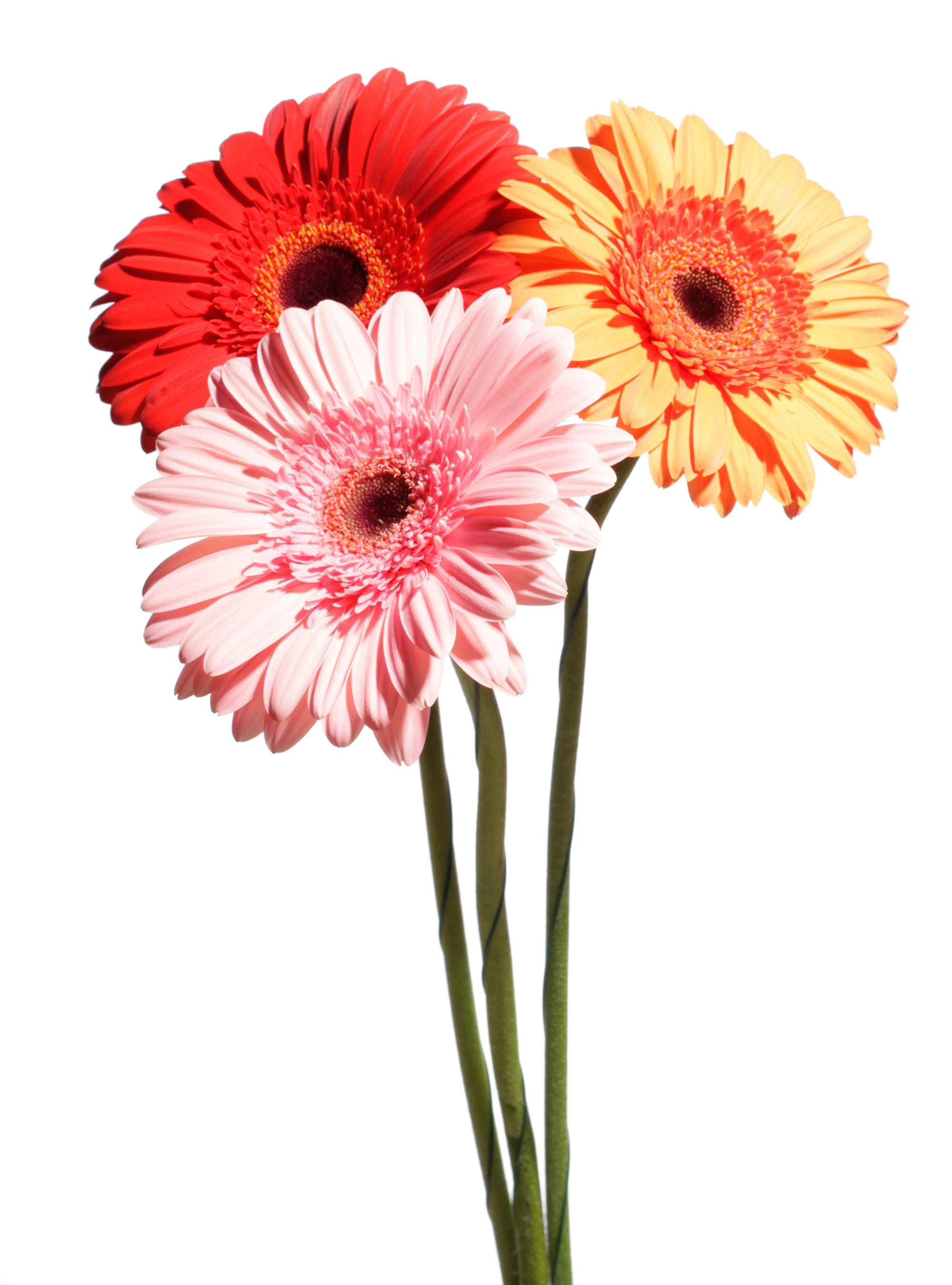 2K, isolated, freshness, pollen, gift, growth, flowering plant, background, red, fragility, flower head, green, gerbera daisy, spring, no people, beautiful, Phone HD Wallpaper