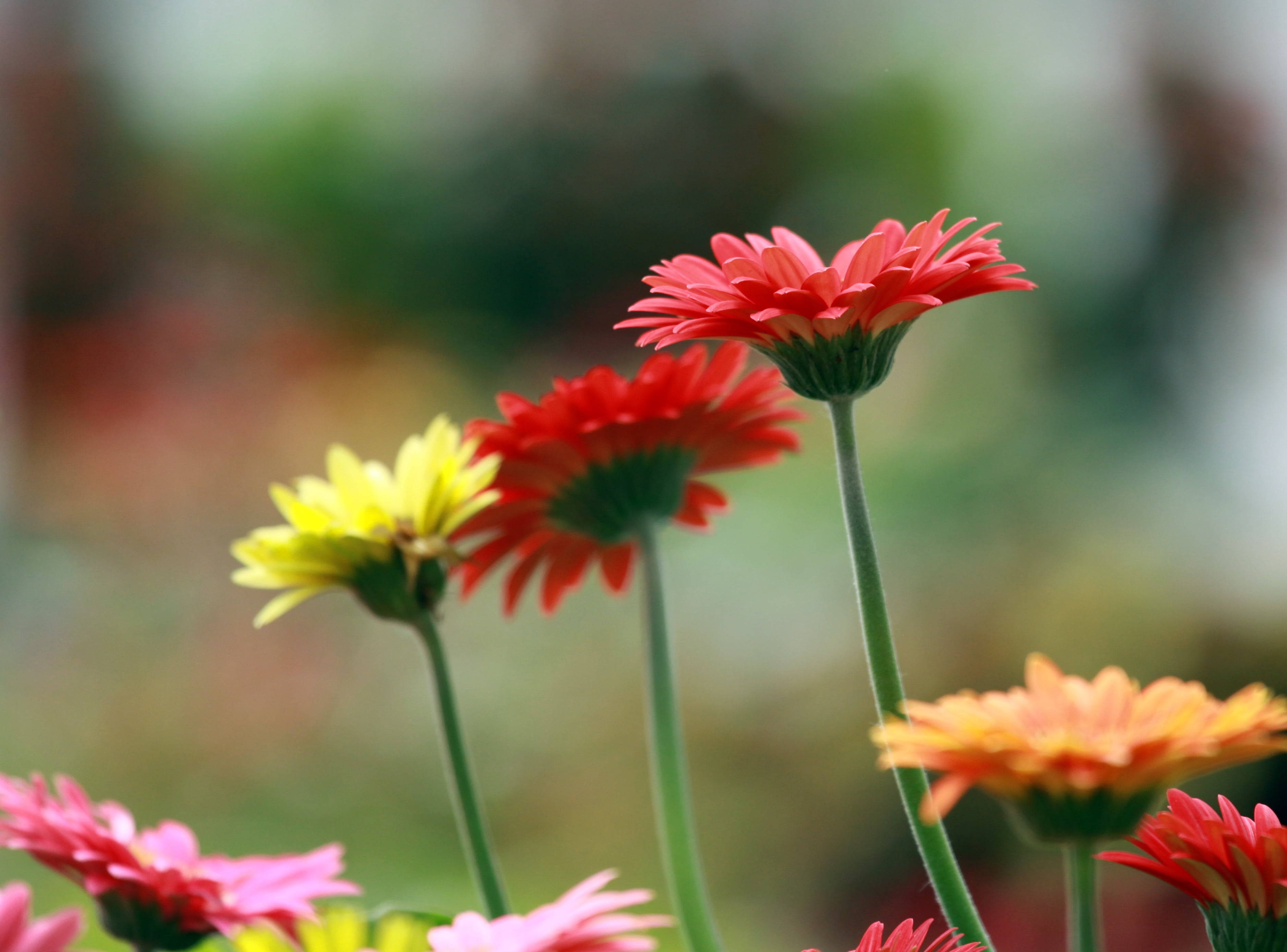 color, beauty In Nature, outdoors, nature, focus, flower, plant, close-up, daytime, 2K, Gerbera, selective focus, daisy, selective, summer, Gerber  daisy, HD Wallpaper