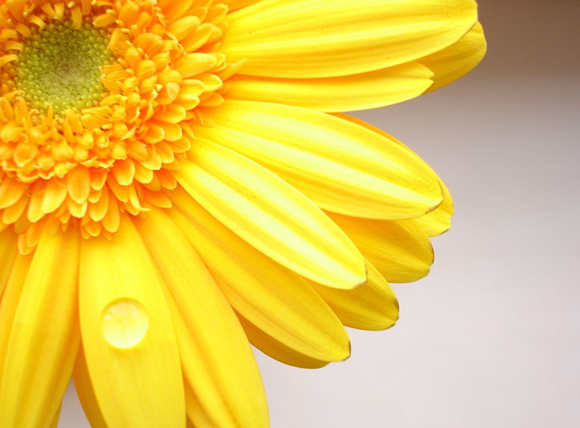 backgrounds, gerbera Daisy, no People, daisy, summer, flower Head, day, growth, springtime, yellow, vulnerability, blossom, 1080P, Gerber, freshness, flowering plant, HD Wallpaper