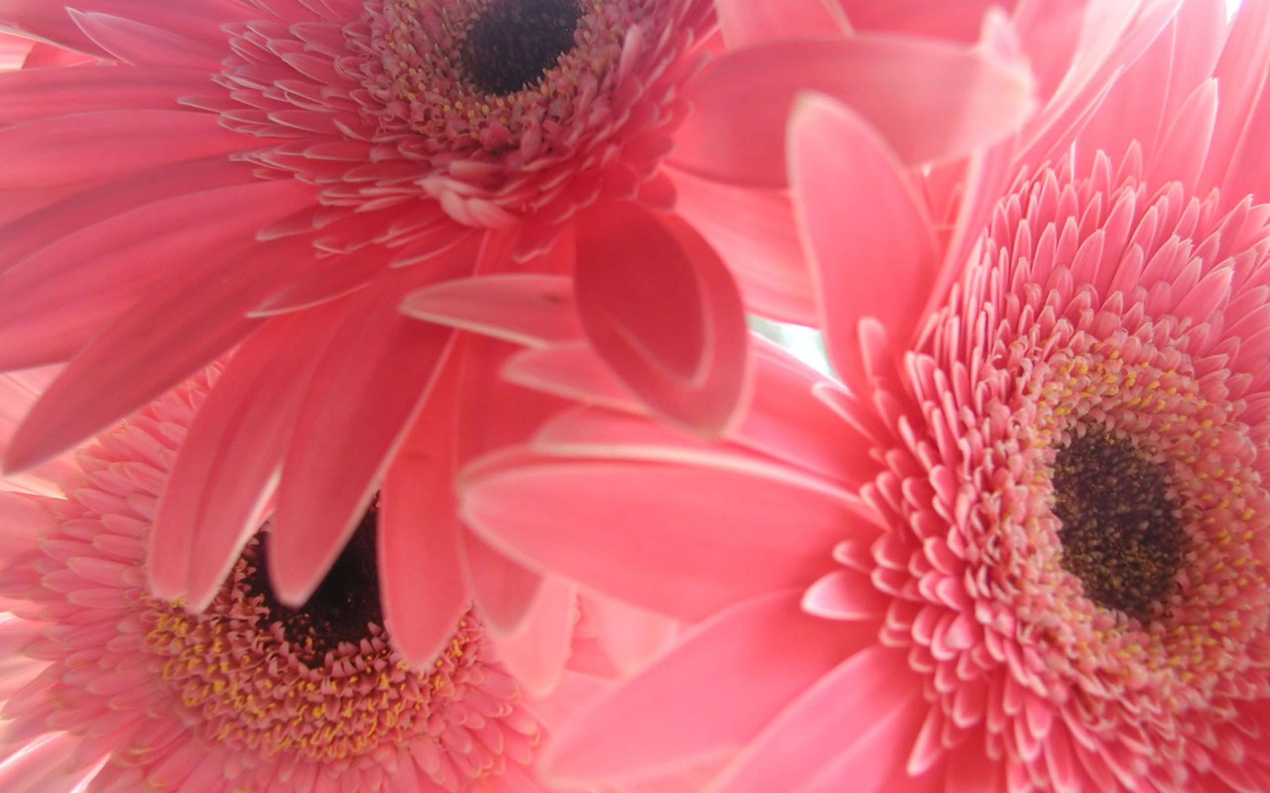 gerber, PINK, 2K, art, gerbera flower, flower, gerbera, gerber daisy, daisy, nature, Flowers, hd, HD Wallpaper