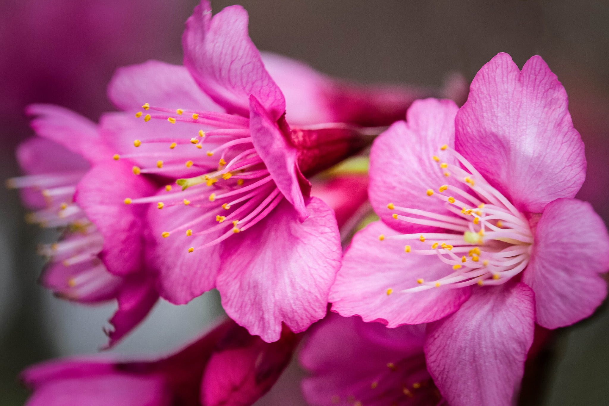 no People, blossom, pink, season, close-up, leaf, single Flower, day, vulnerability, purple, backgrounds, flowering plant, plant, stamen, inflorescence, HD Wallpaper